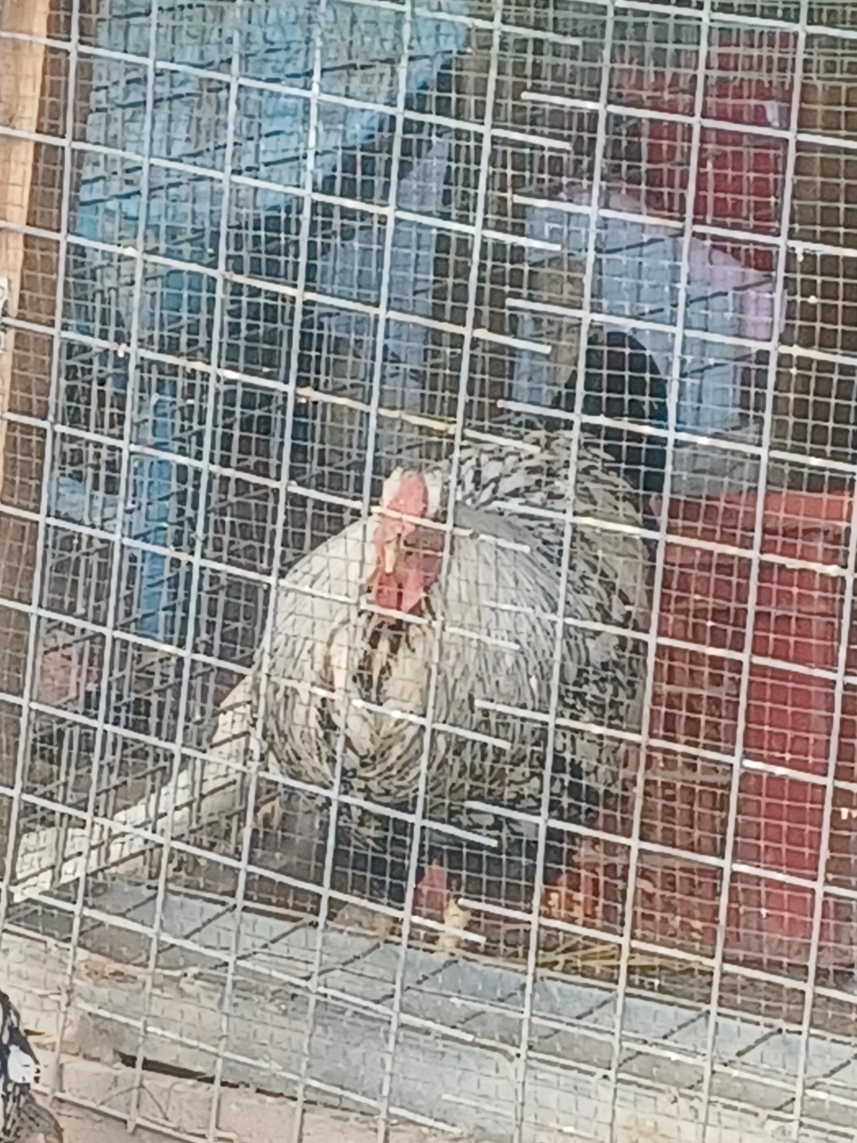 Kulickalik yumurta