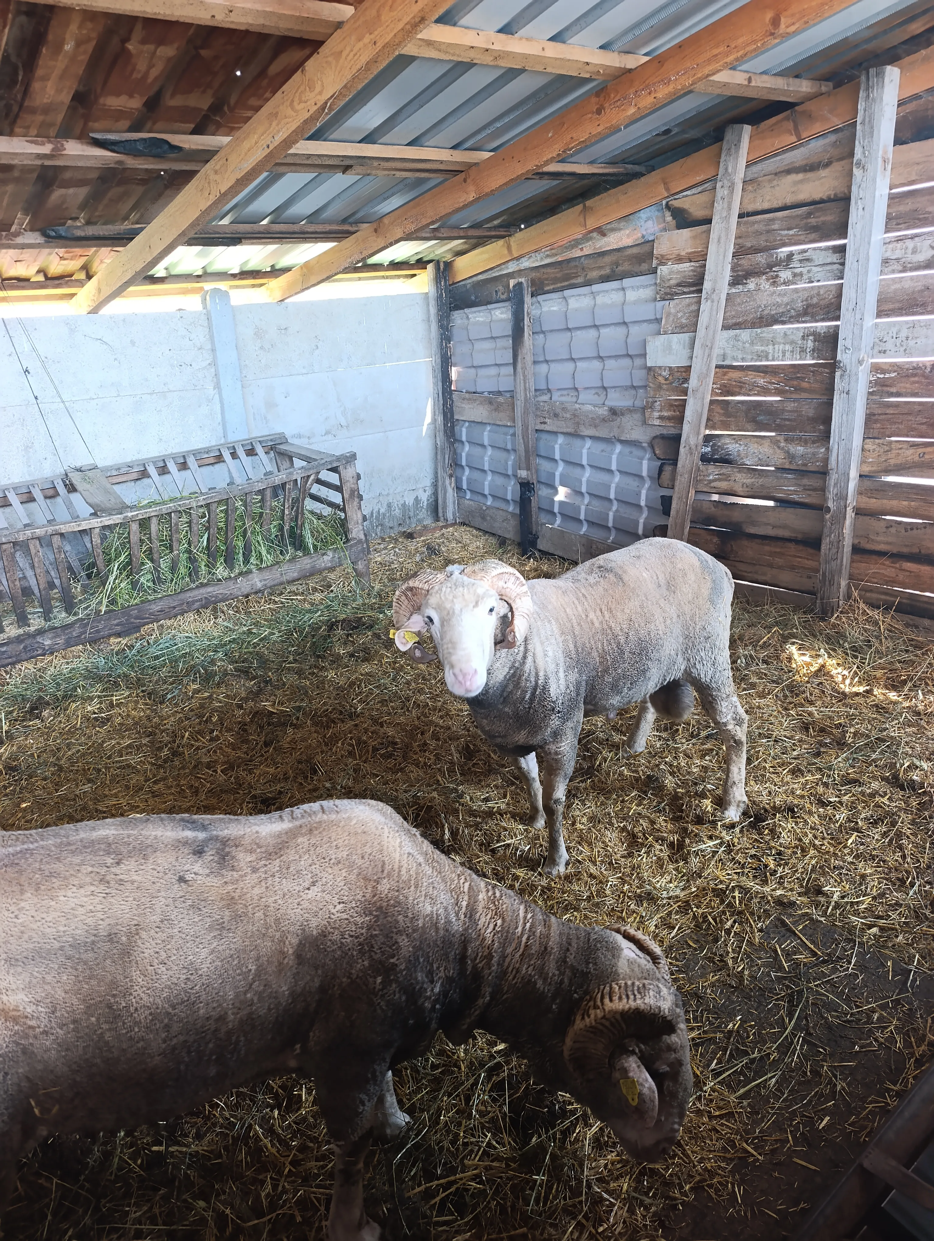 Merinos koç