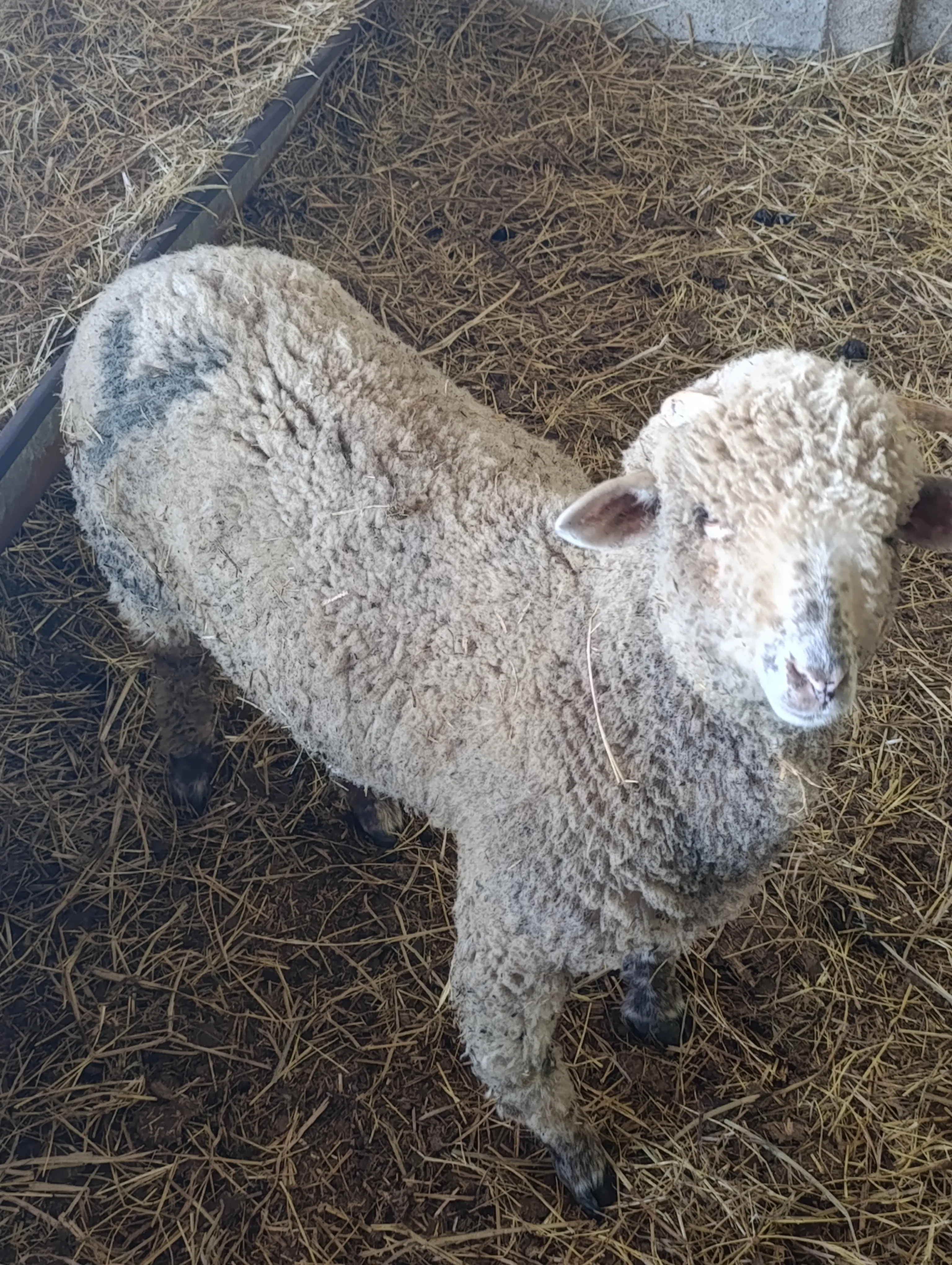 Merinos 4-4.5 aylık kuzular