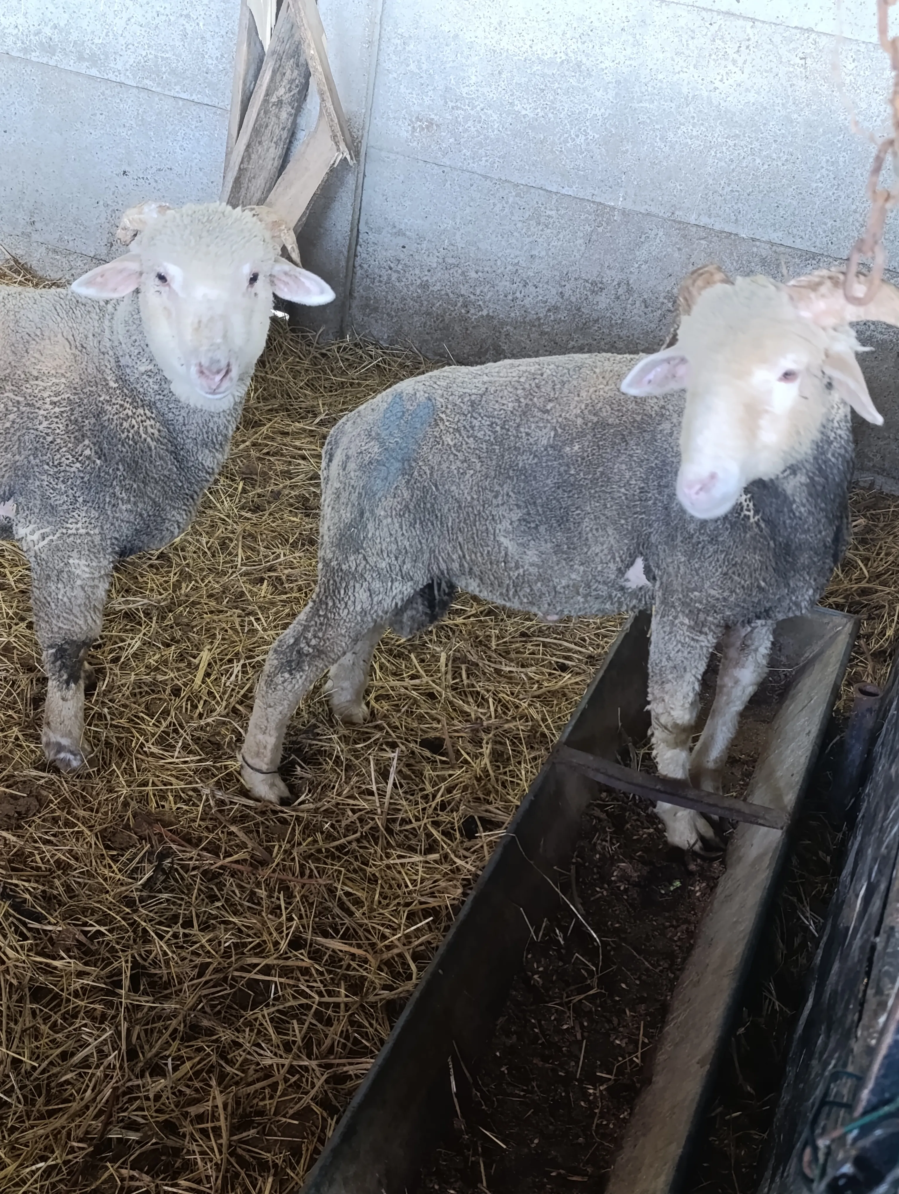Merinos 4-4.5 aylık kuzular