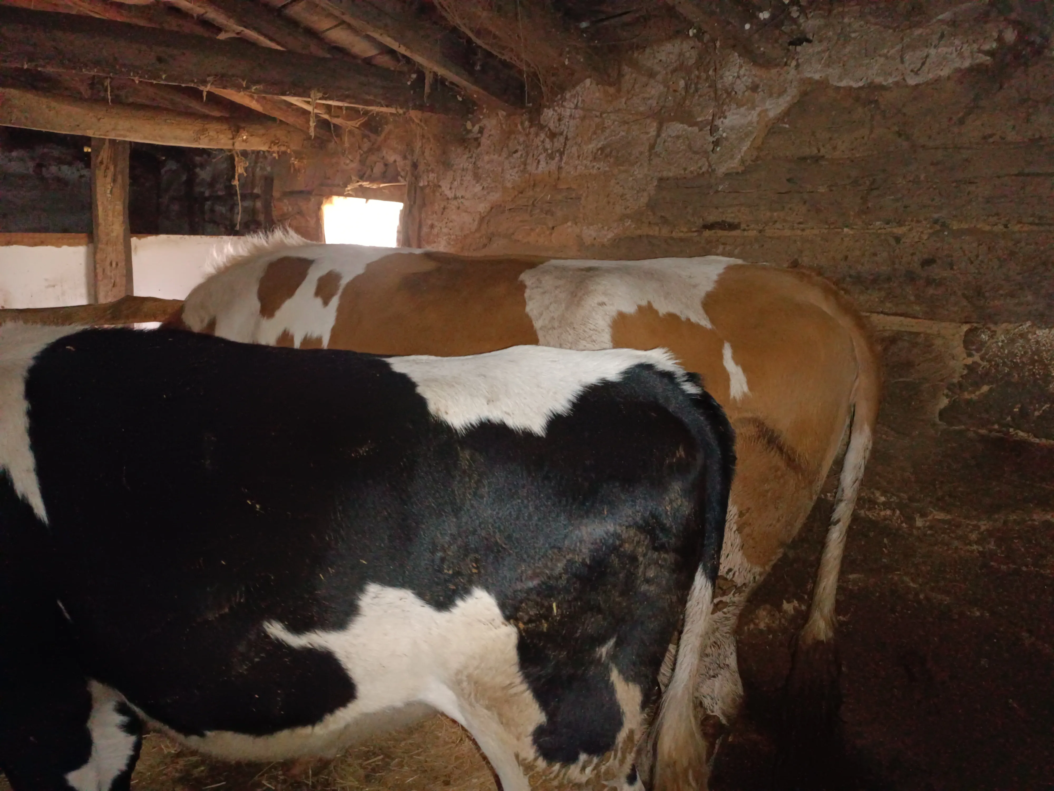 3 buçuk yaşında Simental inek 1 defa doğum yaptı