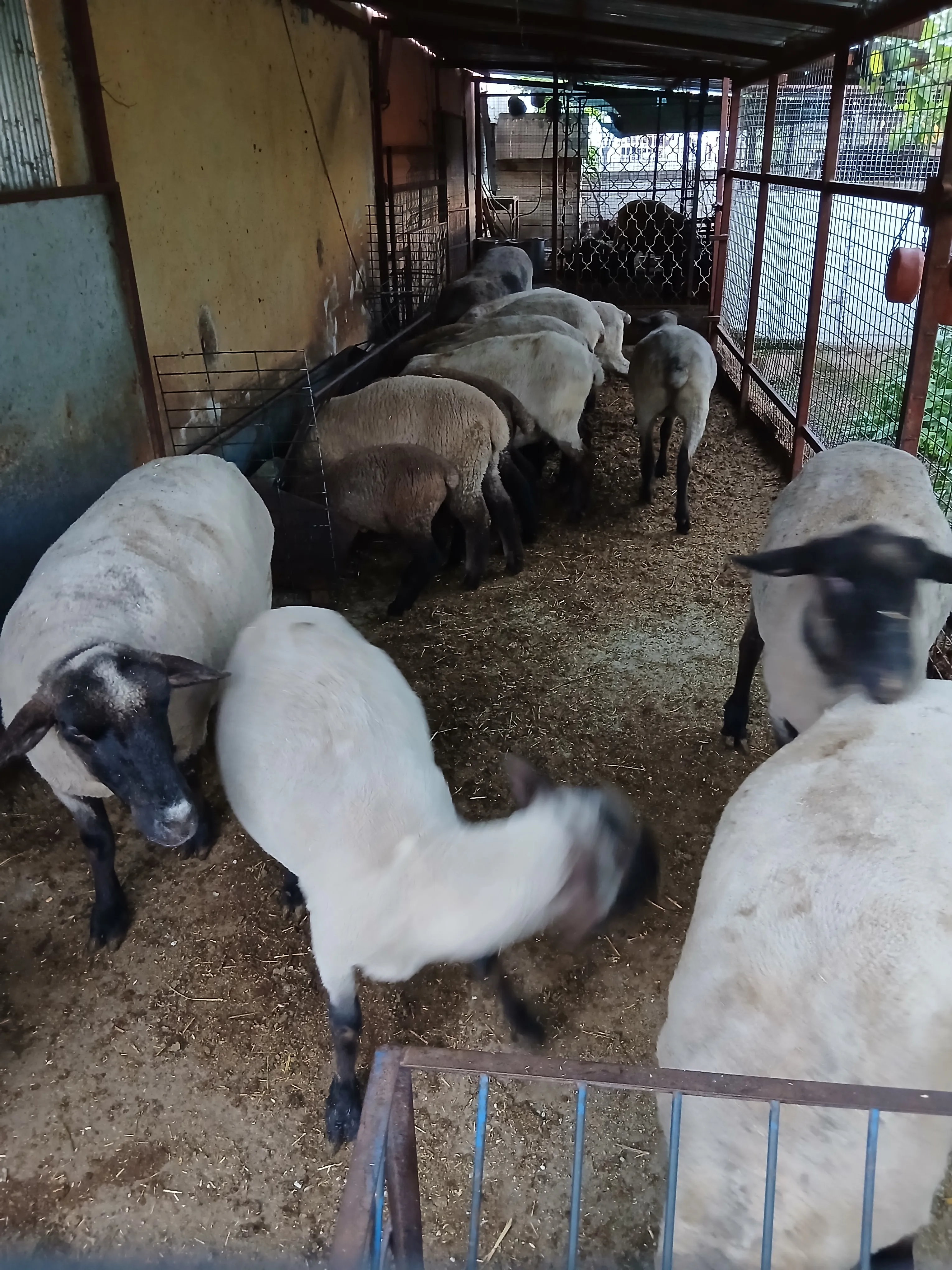 Damızlık Alman Schwarzkoph koyun koç ve kuzular