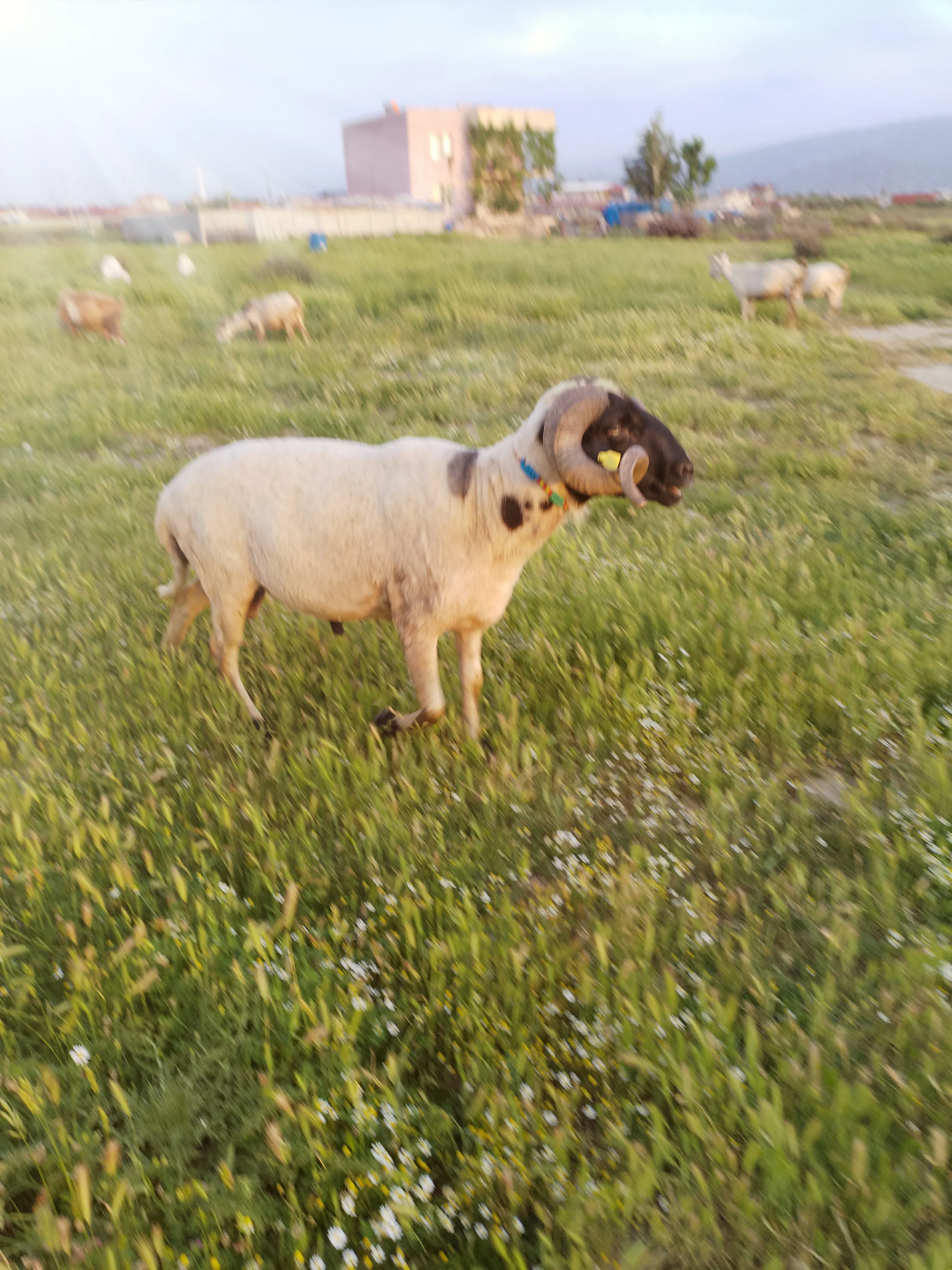 Damızlık,adaklık ,sakız koç