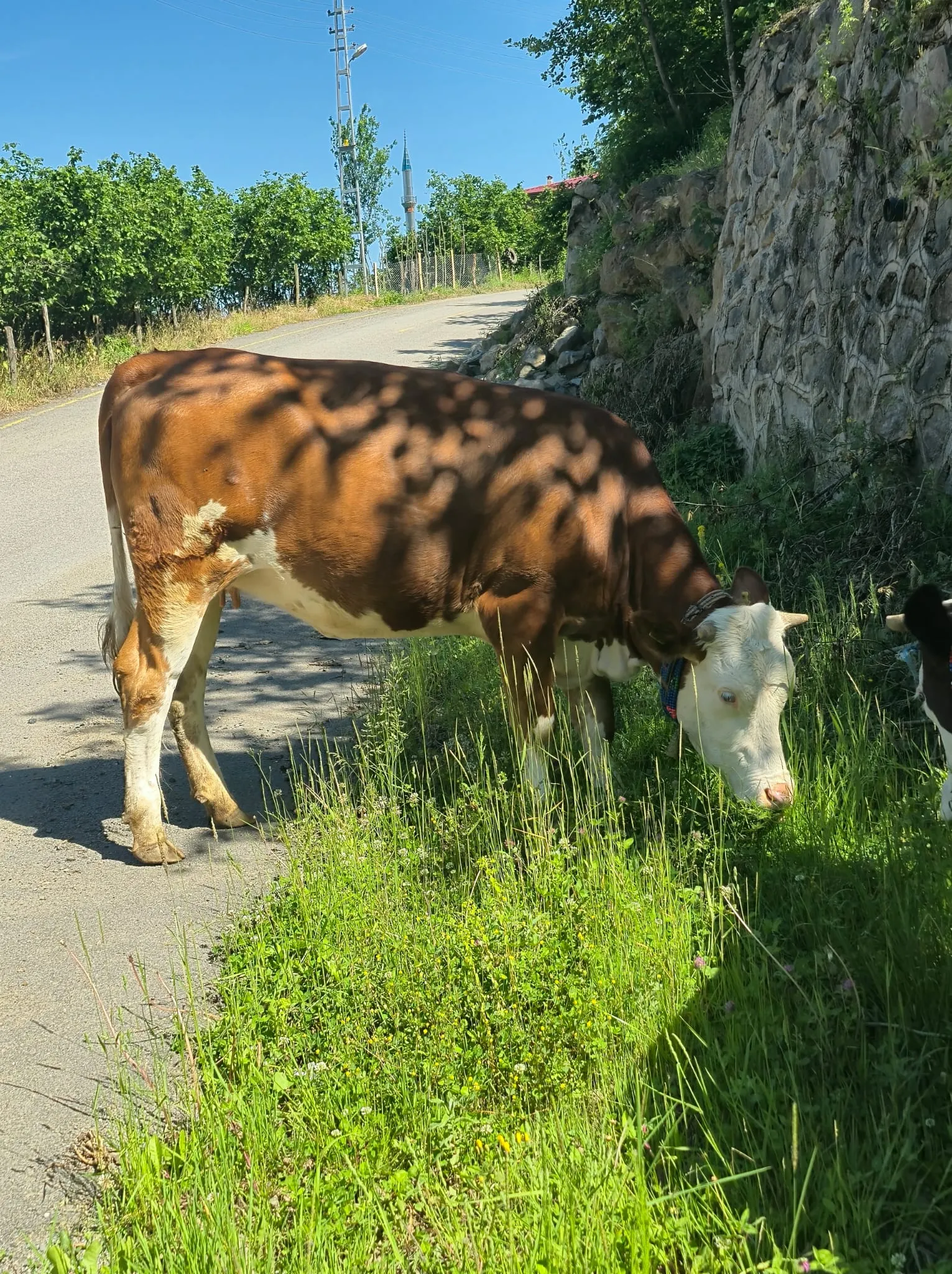 2.5 Yaşında Gebe simental Düve