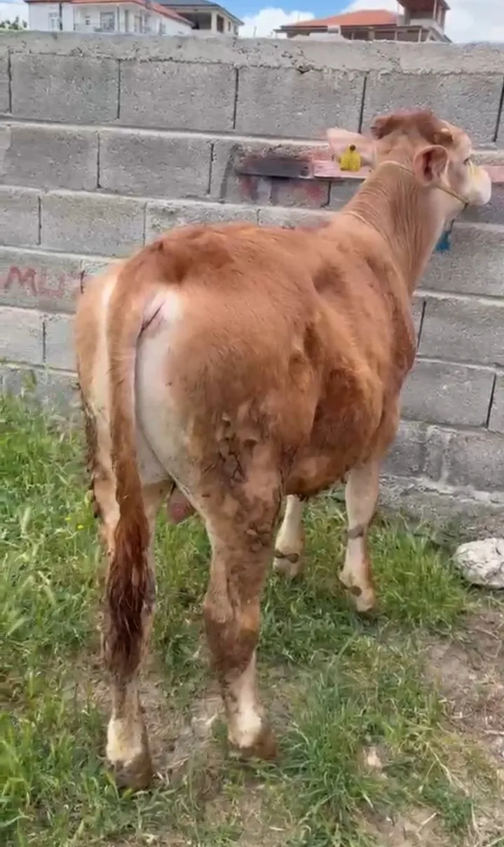 7 aylık kalite erkek dana