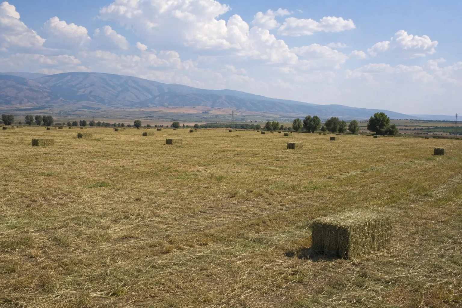Sınırsız Ot Balyası