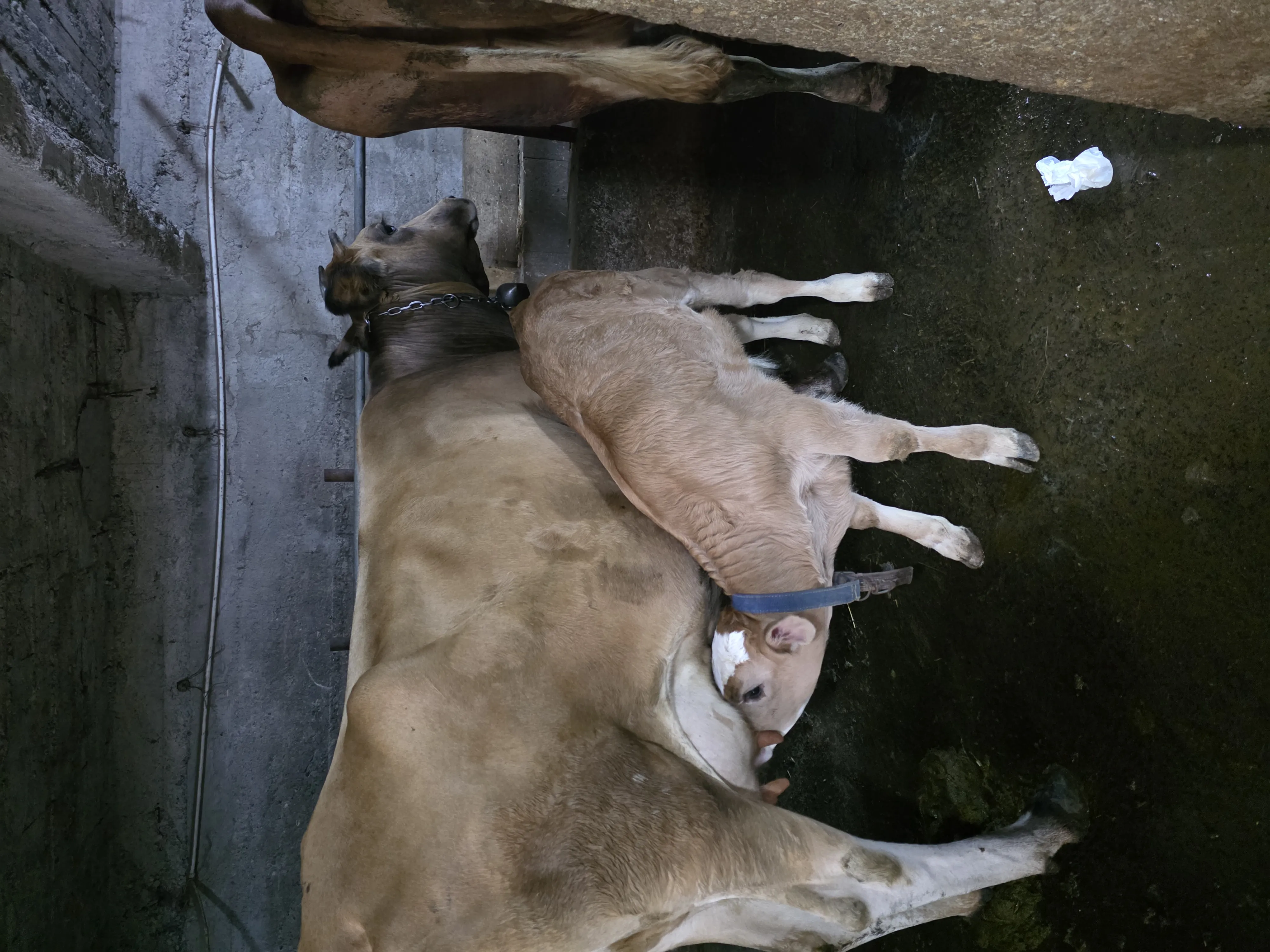 6 yaş inek ve danası ile birlikte
