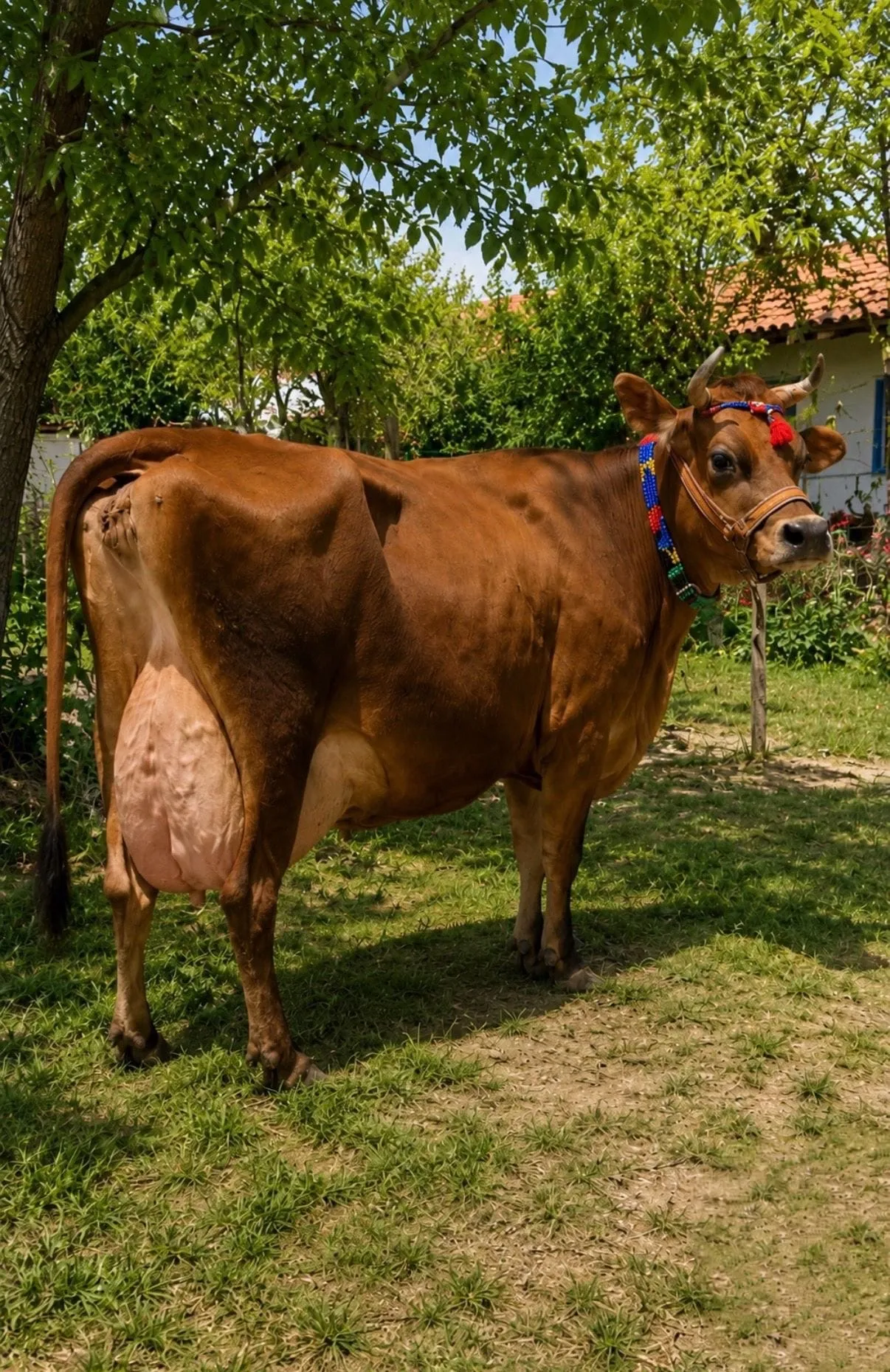 2 ADETJARSEY BONCUK KIZLAR SATIŞTA JARSEYIN AĞA BABALARI