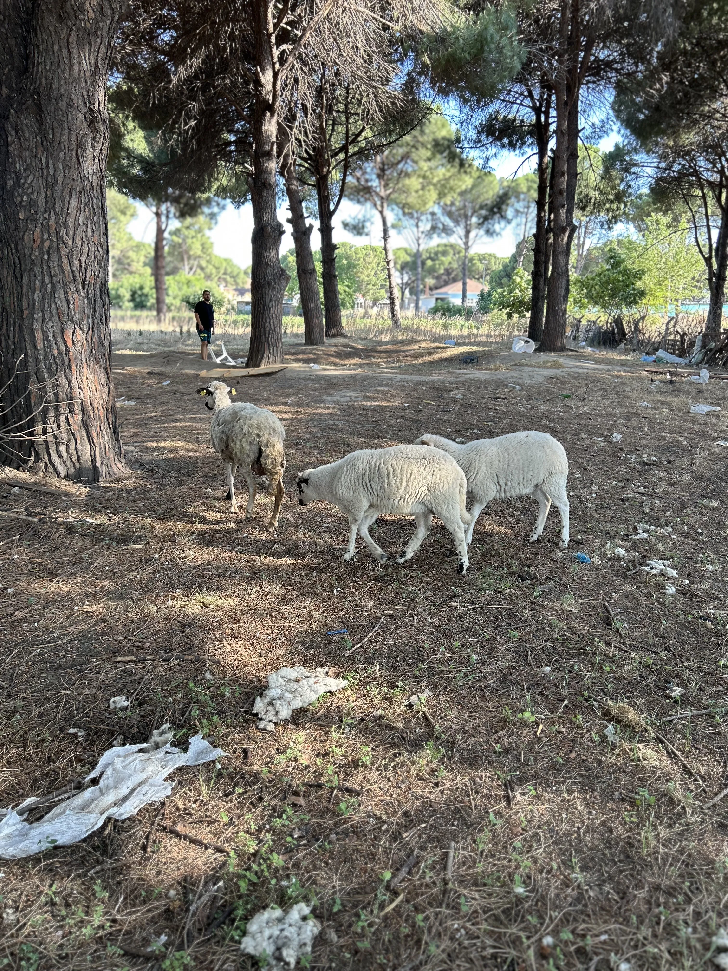 Koç koyun kuzu