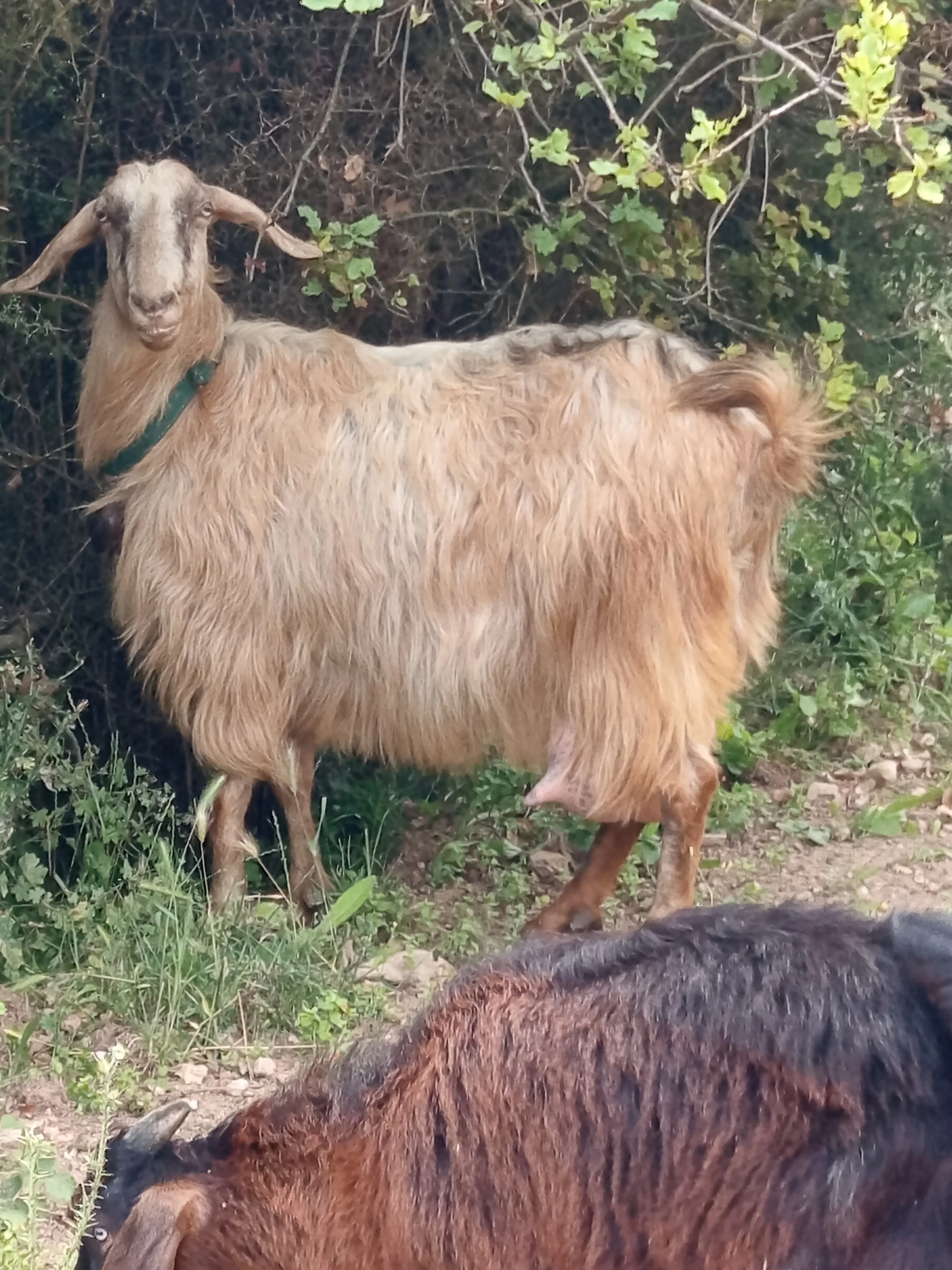 3 Keci,4 oğlak,Damızlık Bol Sütlü Oğlaklı ve oğlaksız keçi