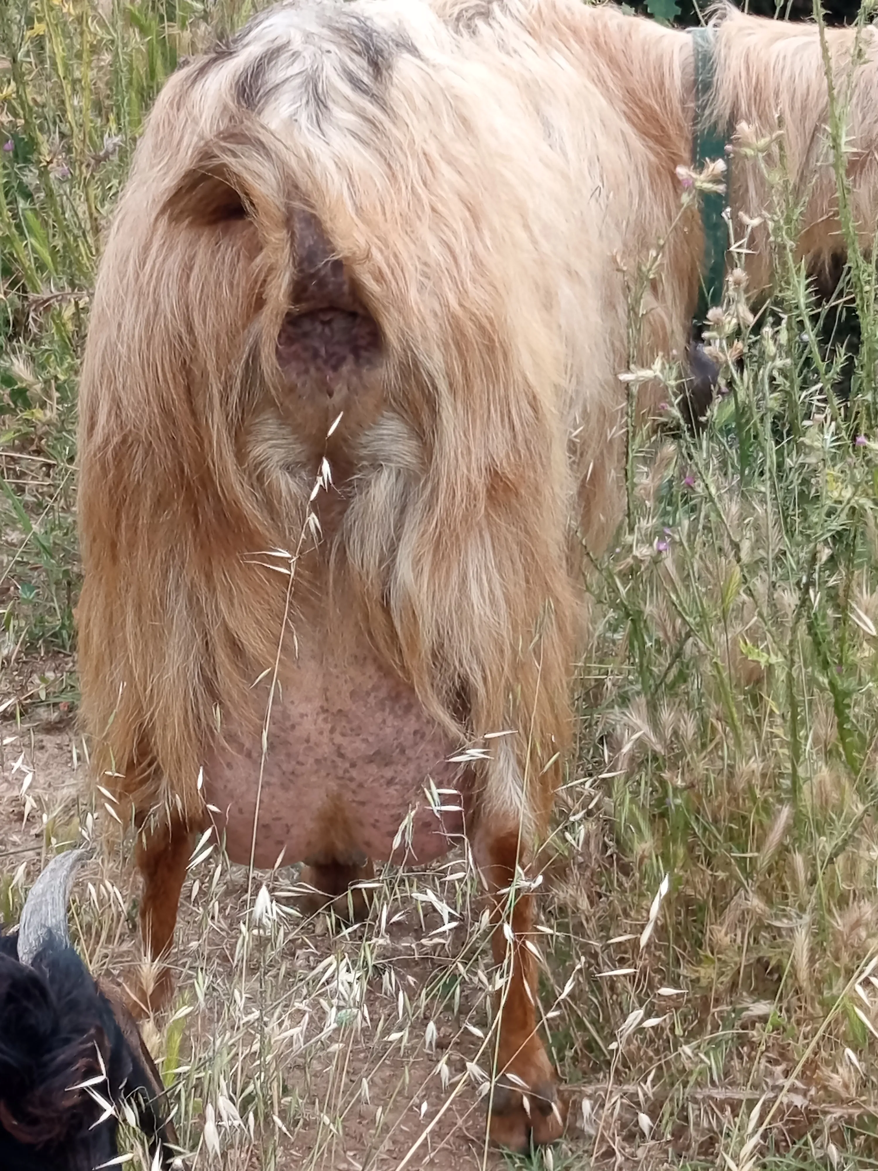 3 Keci,4 oğlak,Damızlık Bol Sütlü Oğlaklı ve oğlaksız keçi