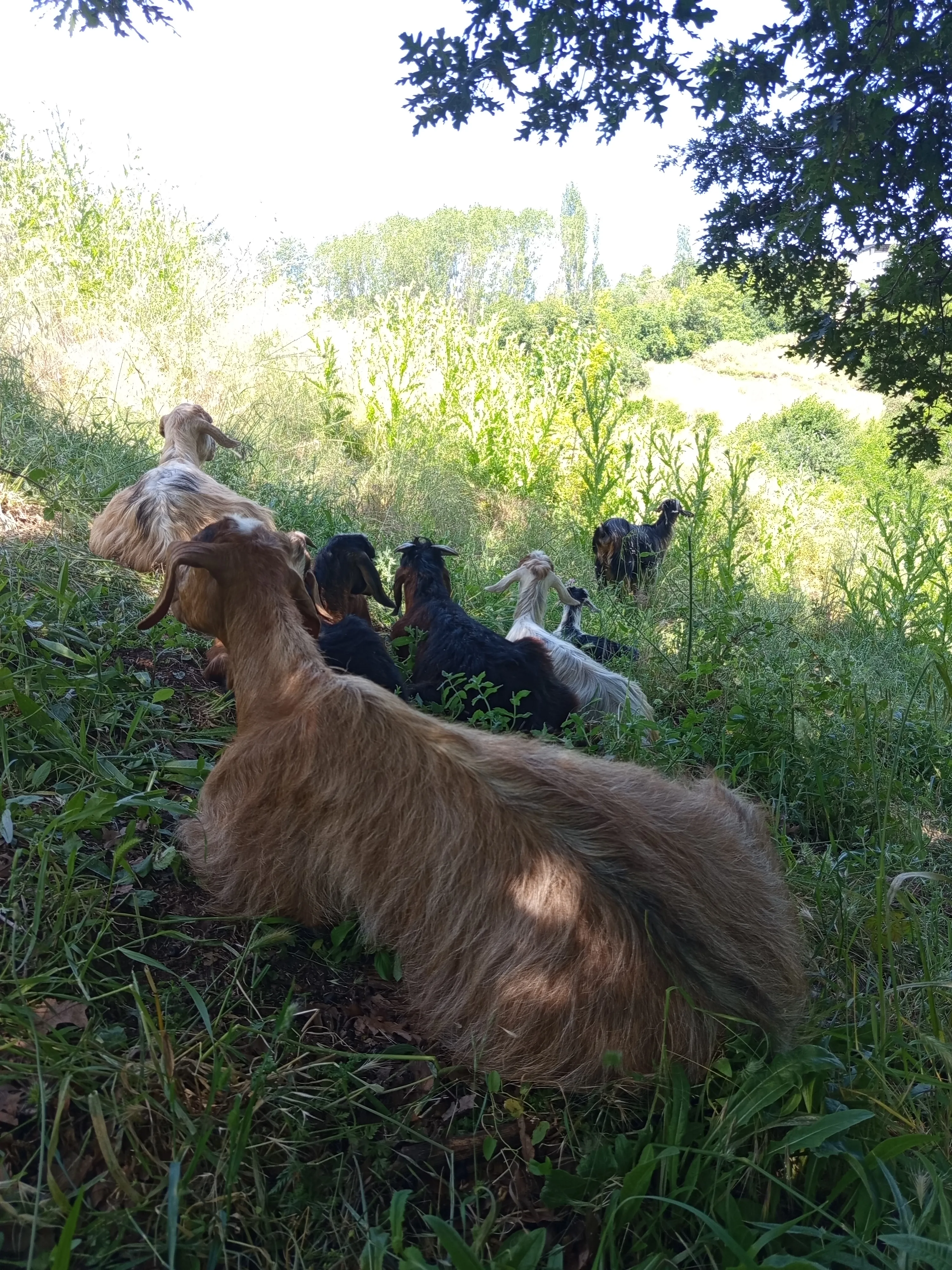 3 Keci,4 oğlak,Damızlık Bol Sütlü Oğlaklı ve oğlaksız keçi