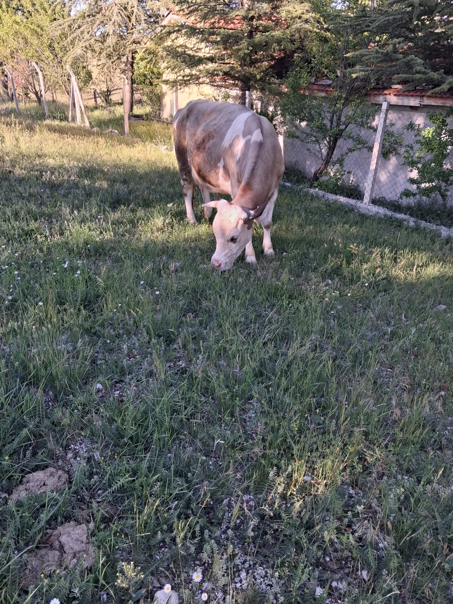 4 yaşında Simental Buzağılı İnek