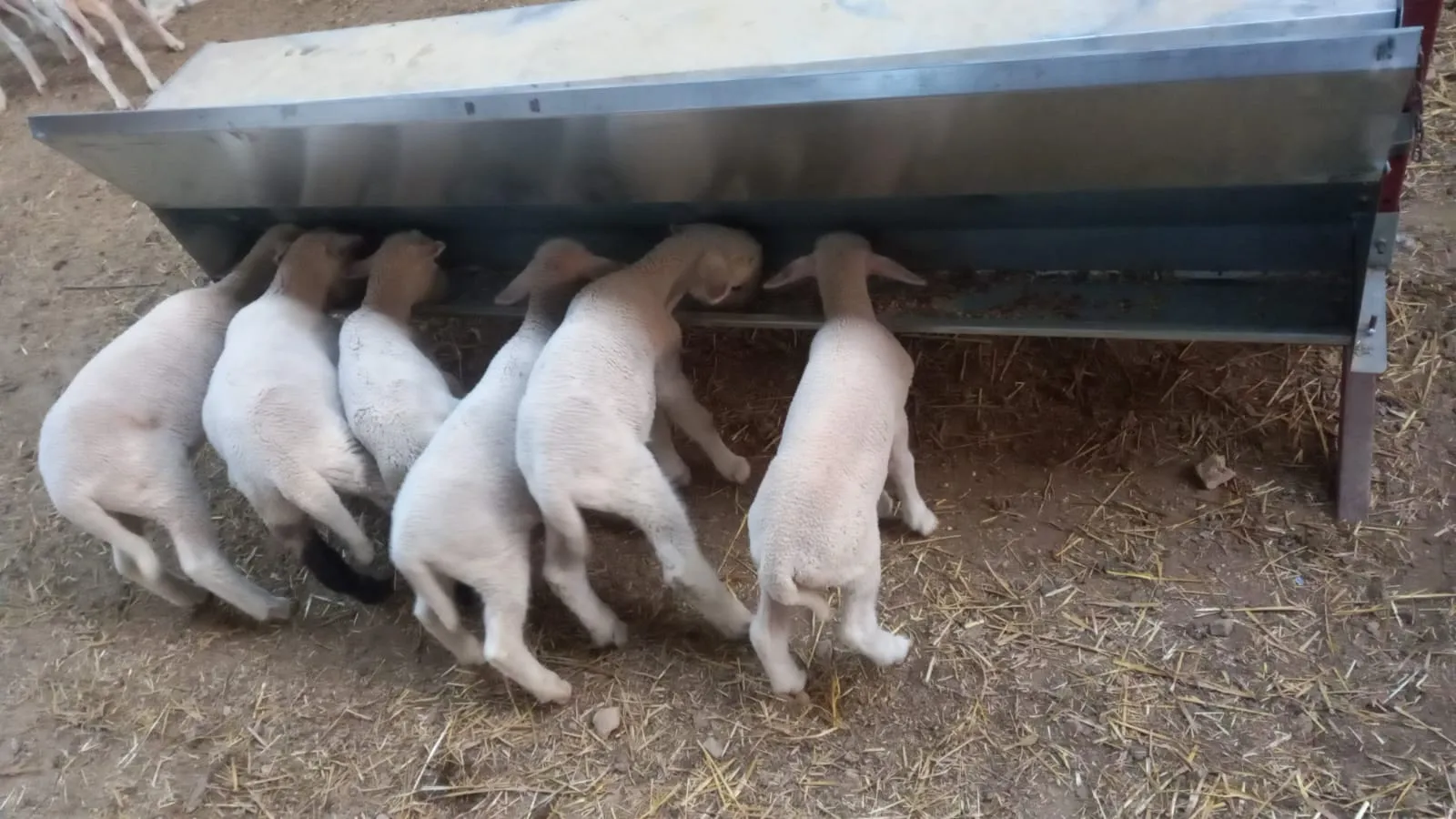 Koyun Çobanı