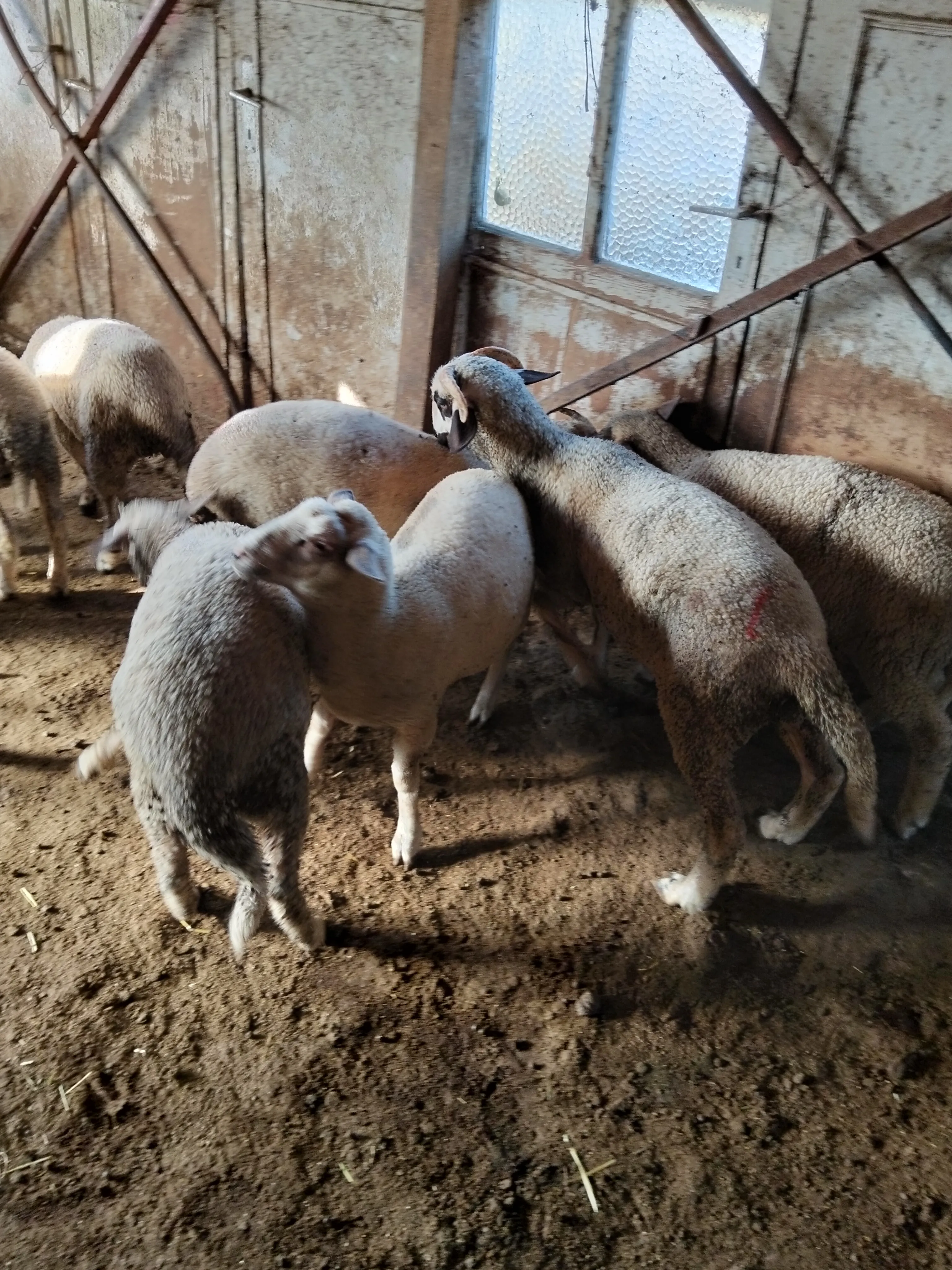 2 adet dişi kuzu satılık