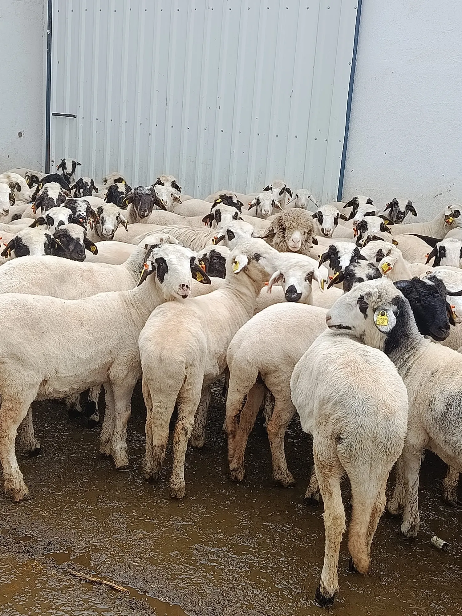 Satılık akalite 180 dişi toklu