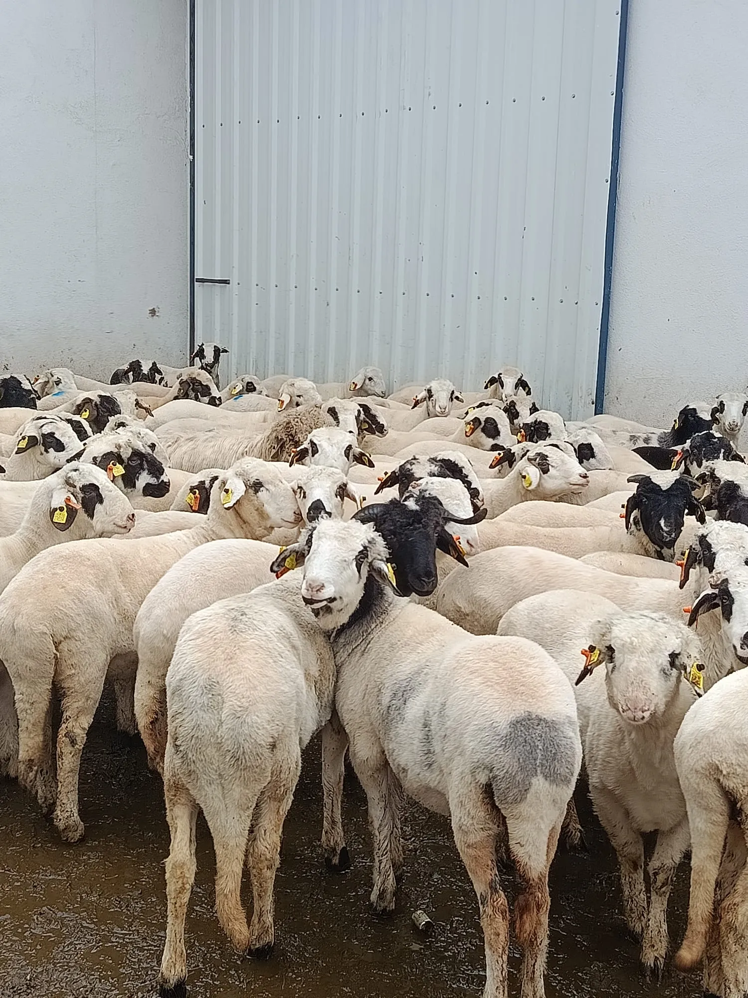 Satılık akalite 180 dişi toklu