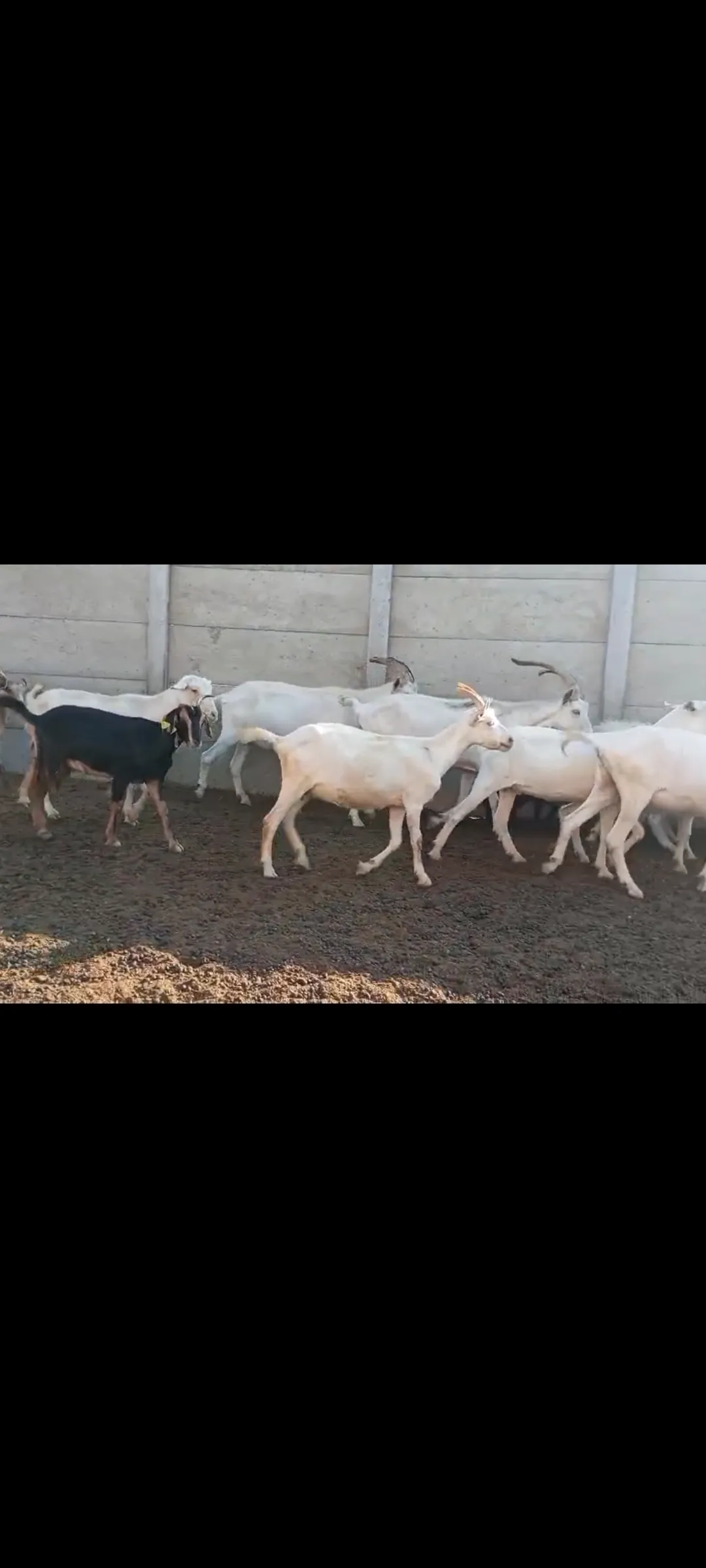 Hem etlik hem damızlık kaliteli çepiçler
