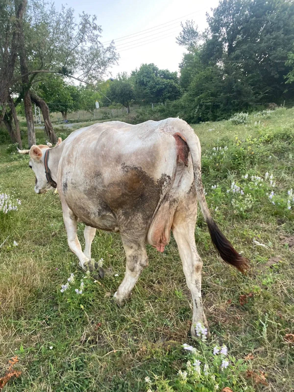MONTOFON İNEK