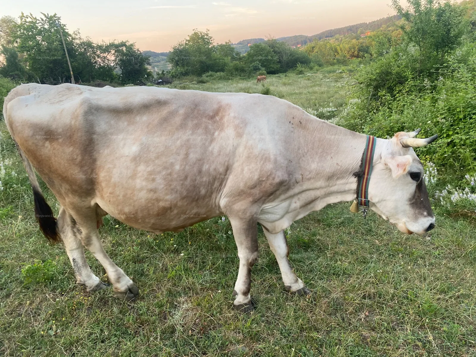 MONTOFON İNEK