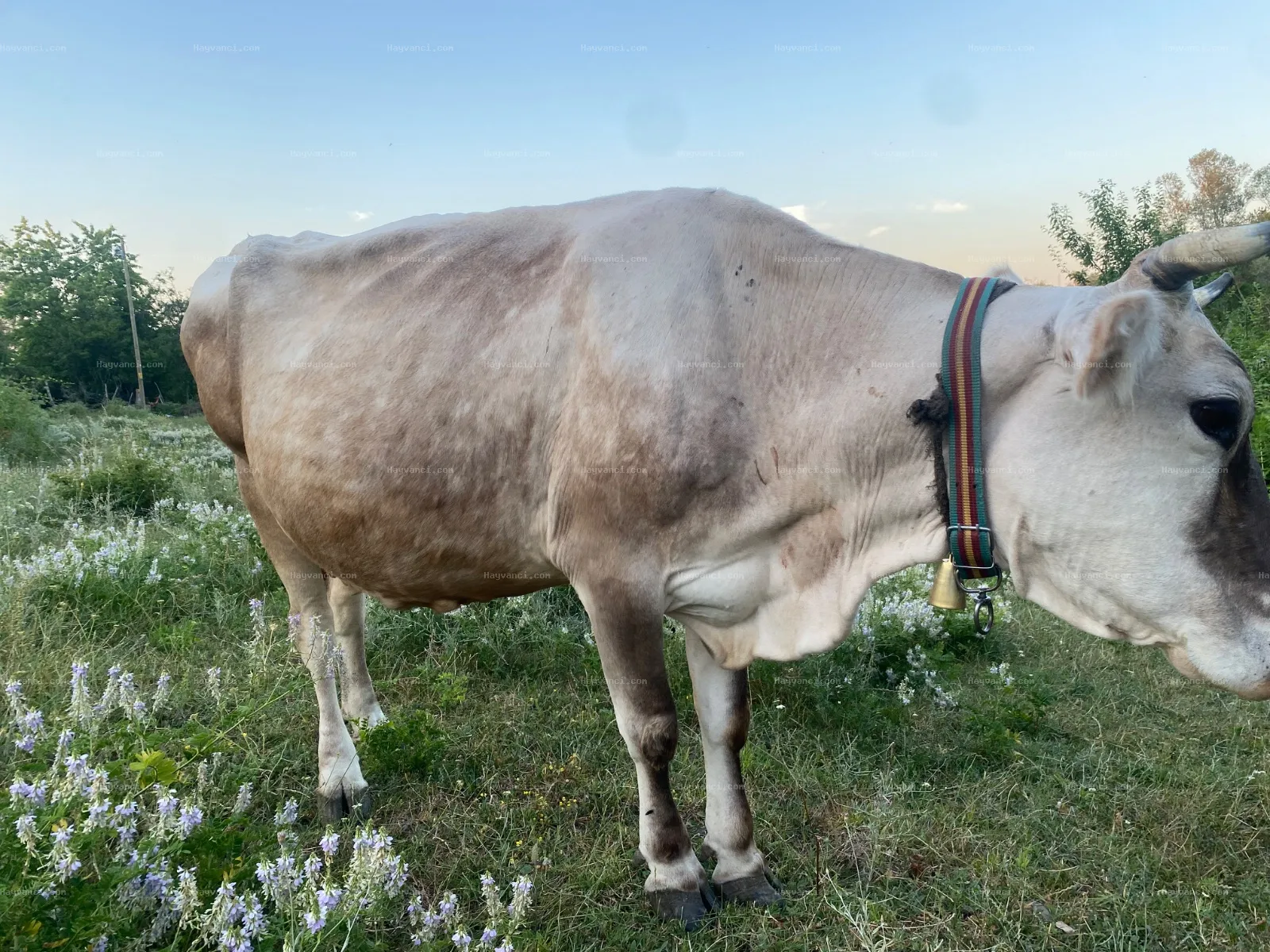 MONTOFON İNEK