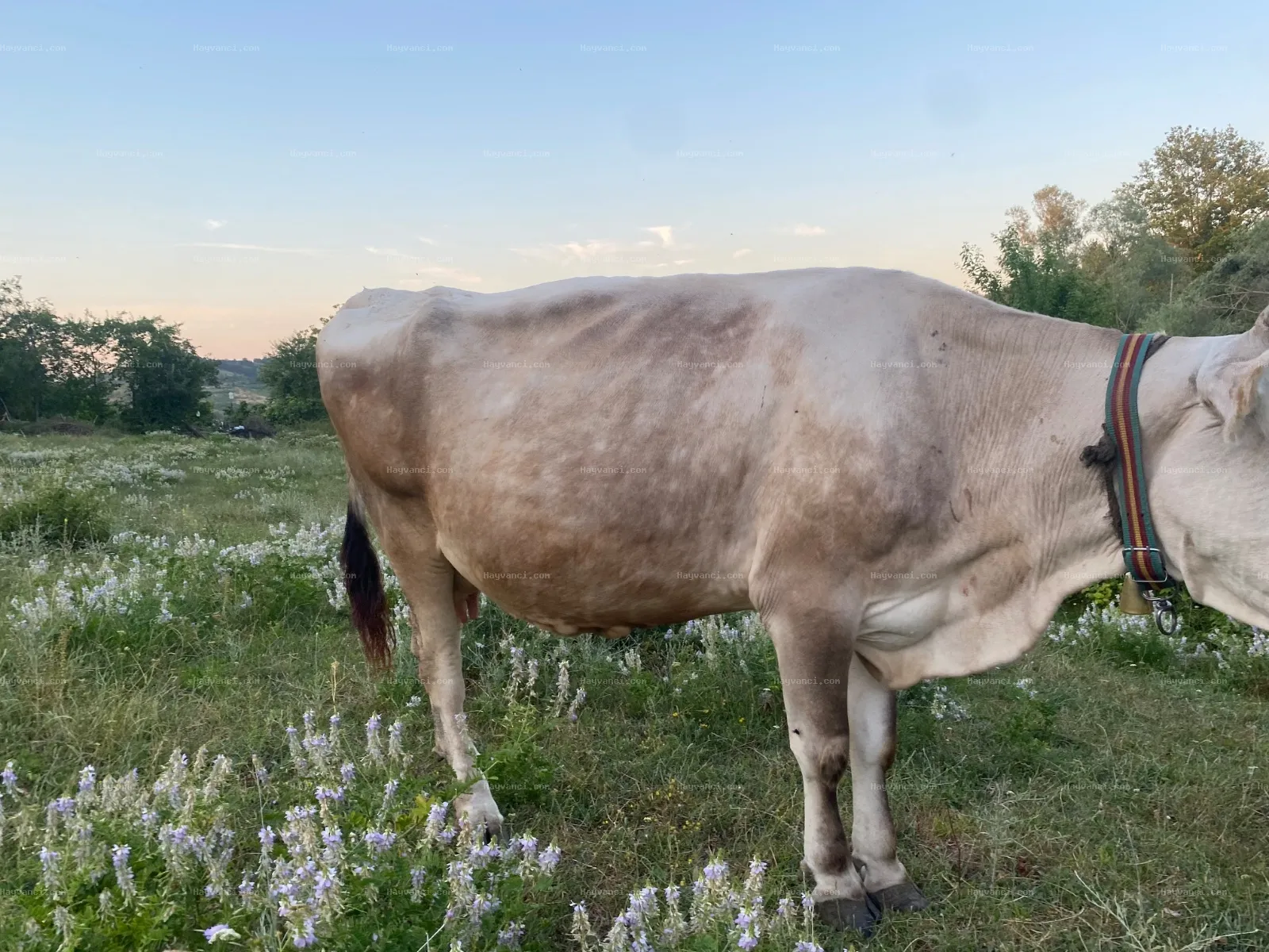 MONTOFON İNEK