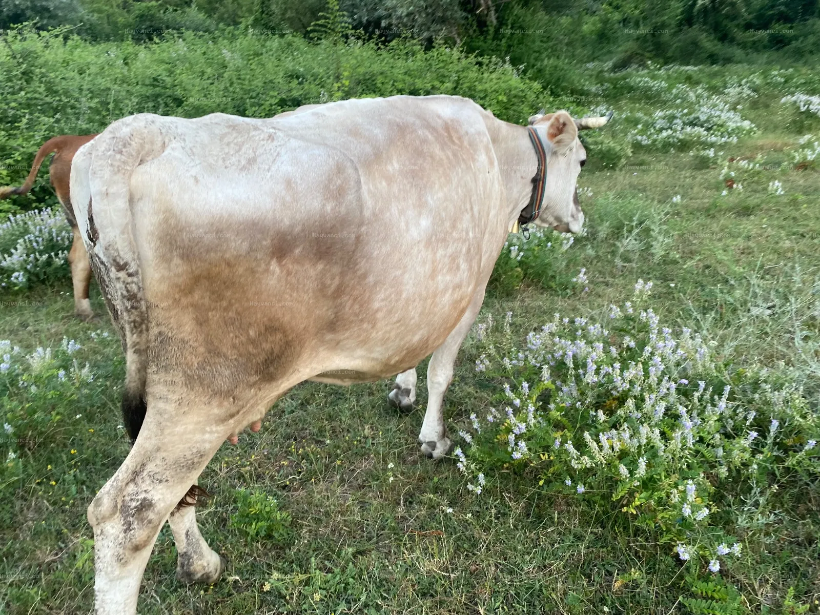MONTOFON İNEK