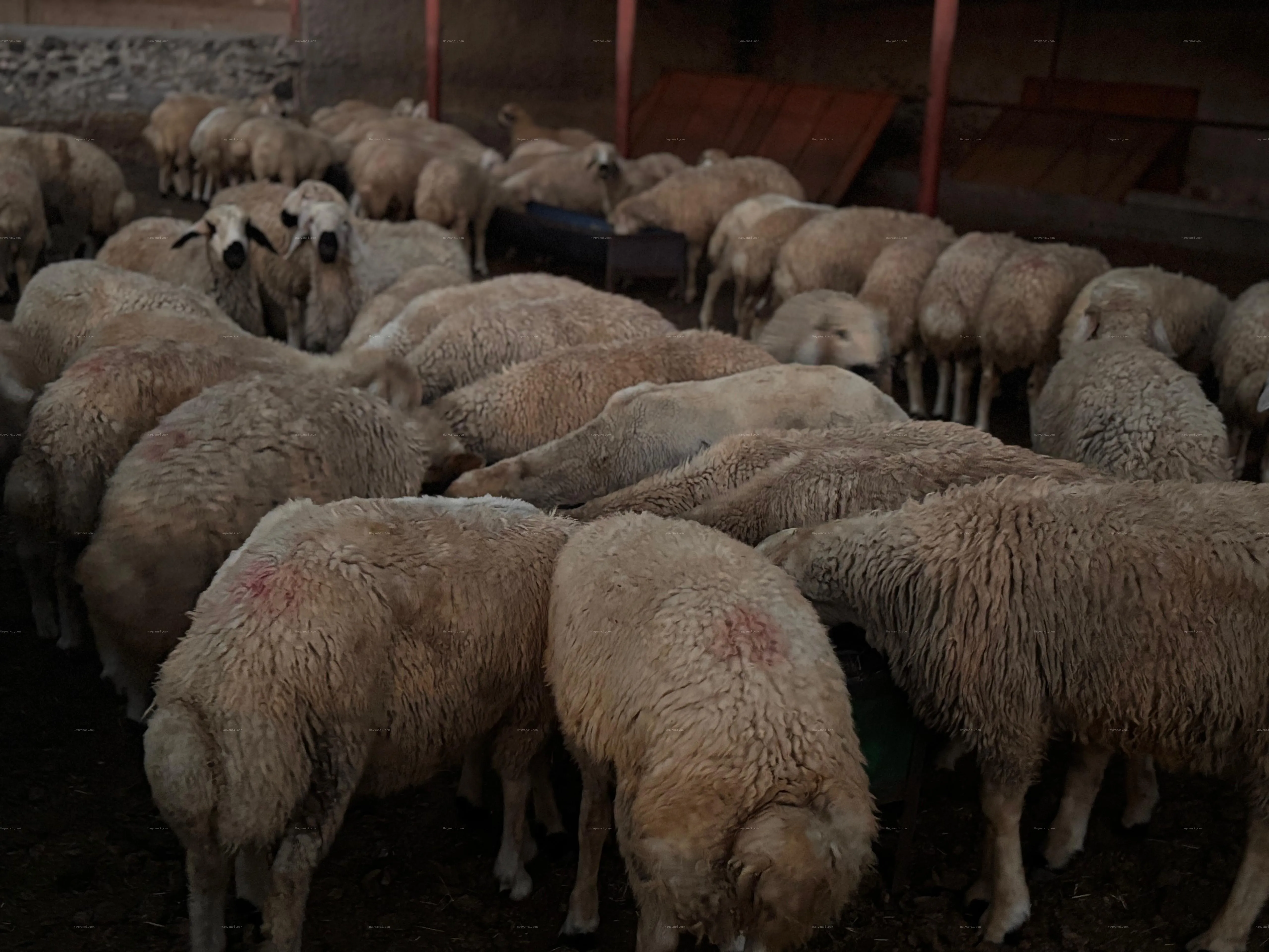 Kangal Kuzuları 3/6 aylık