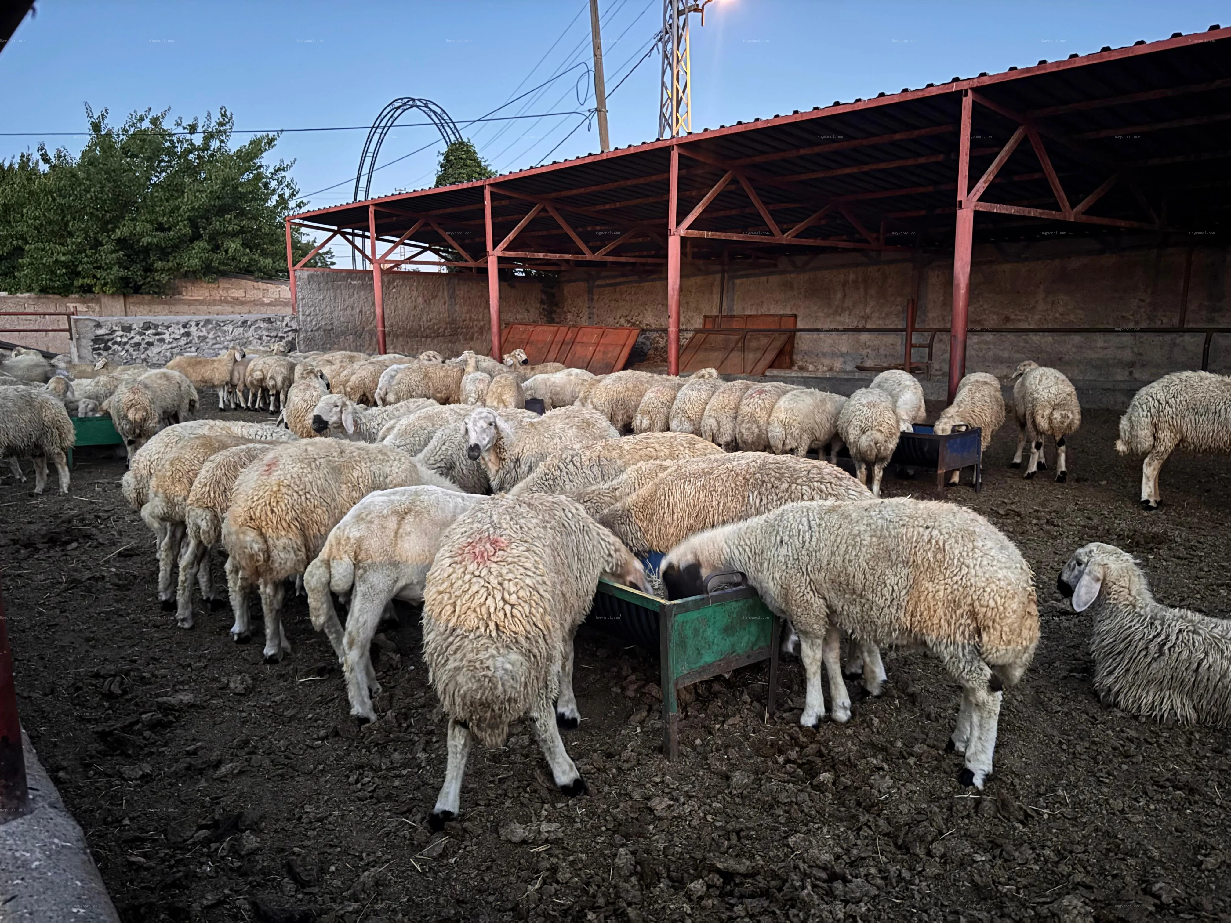 Kangal Kuzuları 3/6 aylık