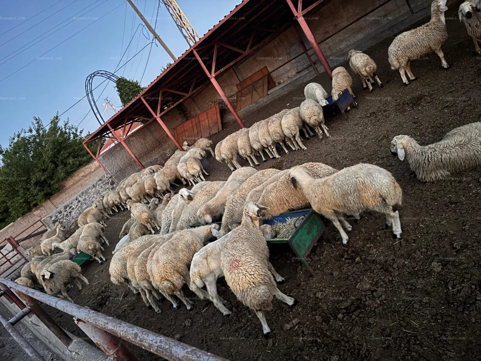 Kangal Kuzuları 3/6 aylık