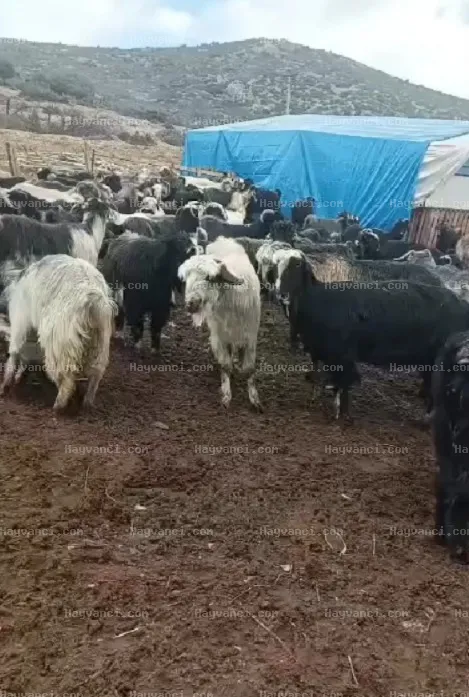 1 yaş dişi erkek çebişler ve yavrulu ana keçi