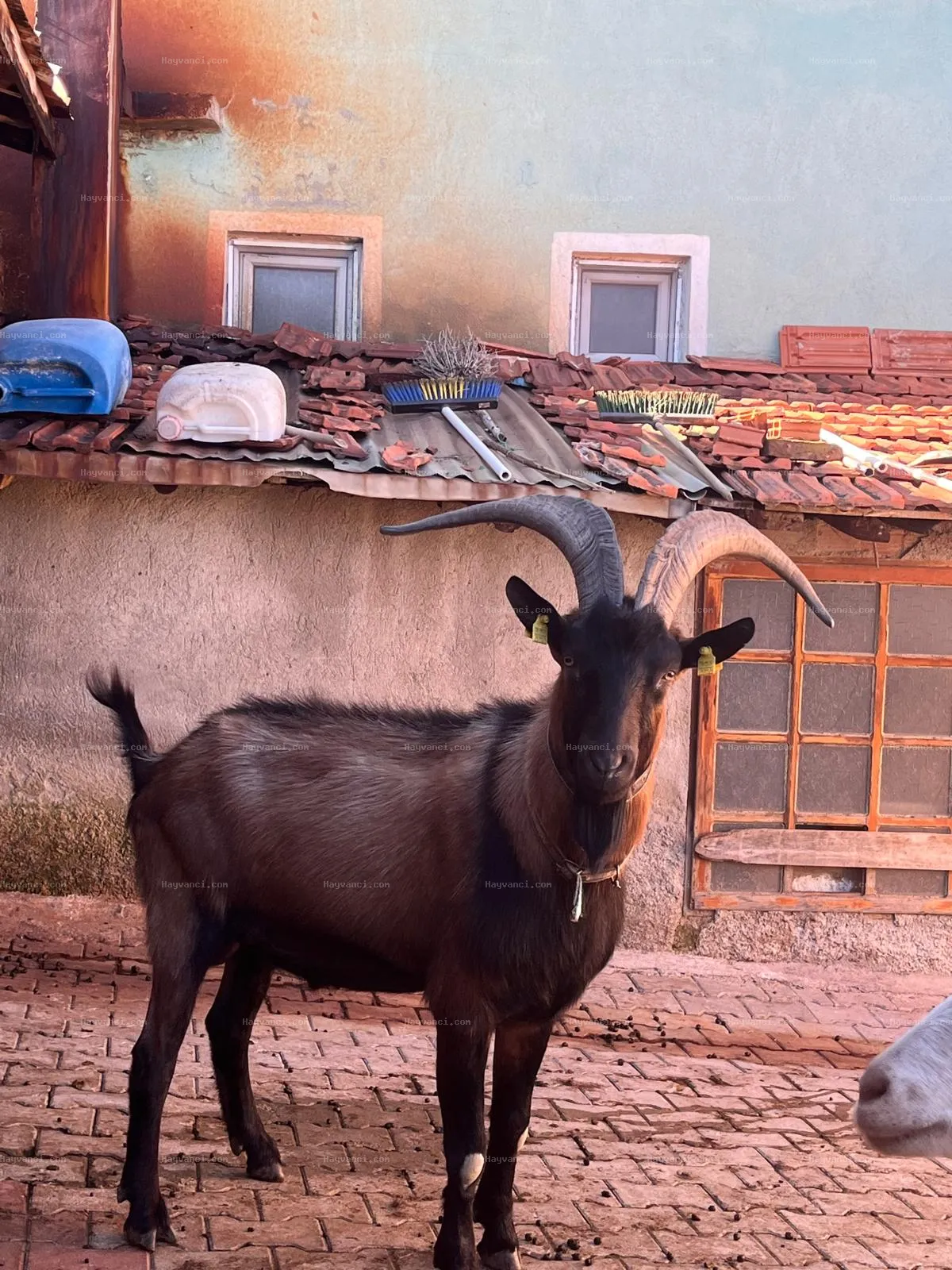 Alpin Teke