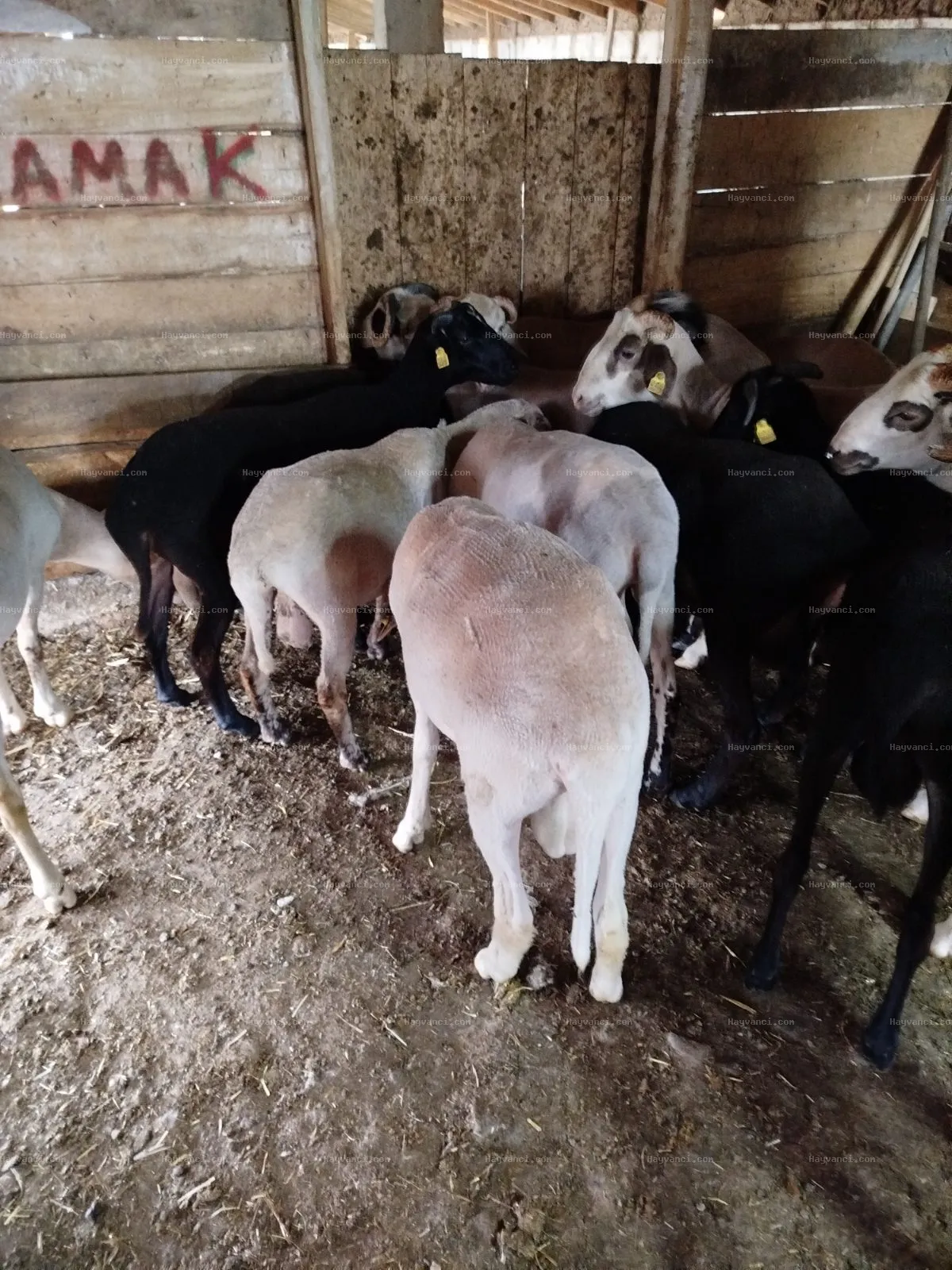 Merinos koç