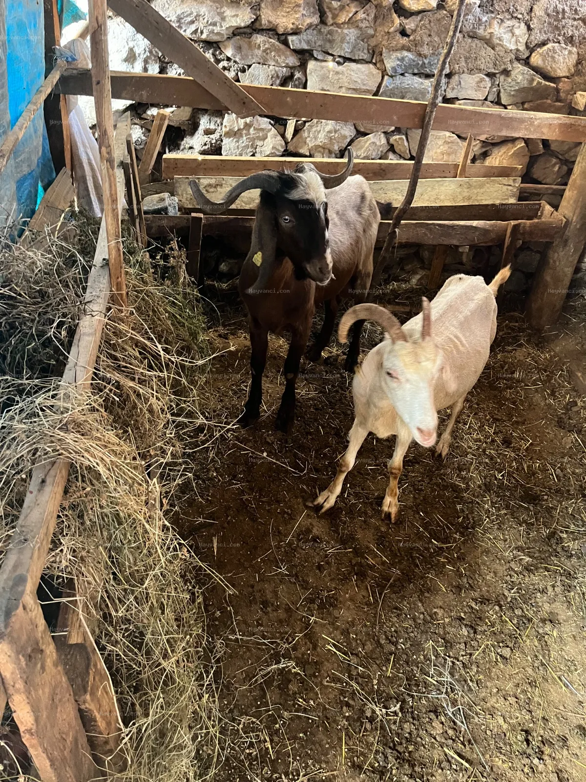 2Teke 2keçi 2oğlak