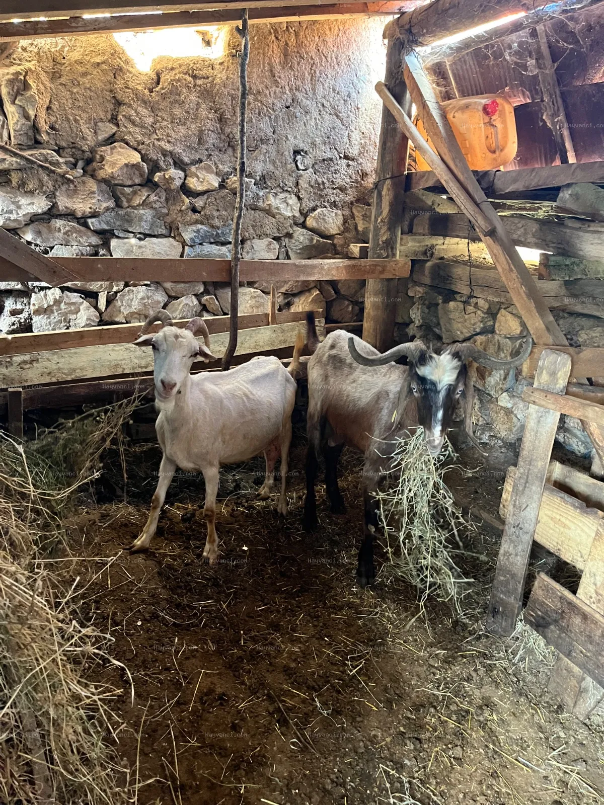 2Teke 2keçi 2oğlak