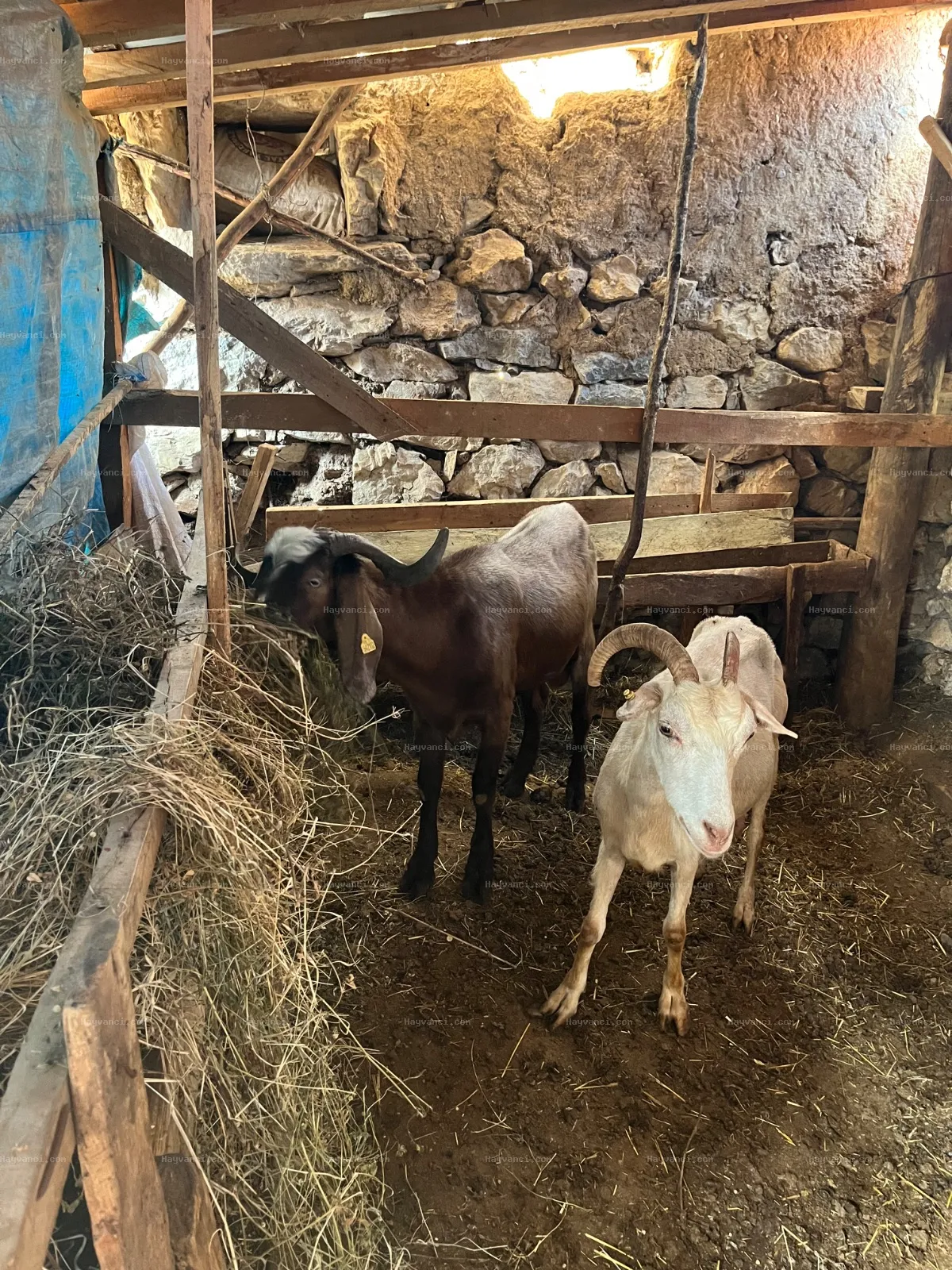 2Teke 2keçi 2oğlak