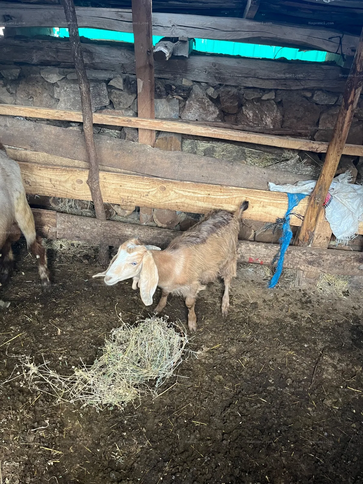 2Teke 2keçi 2oğlak