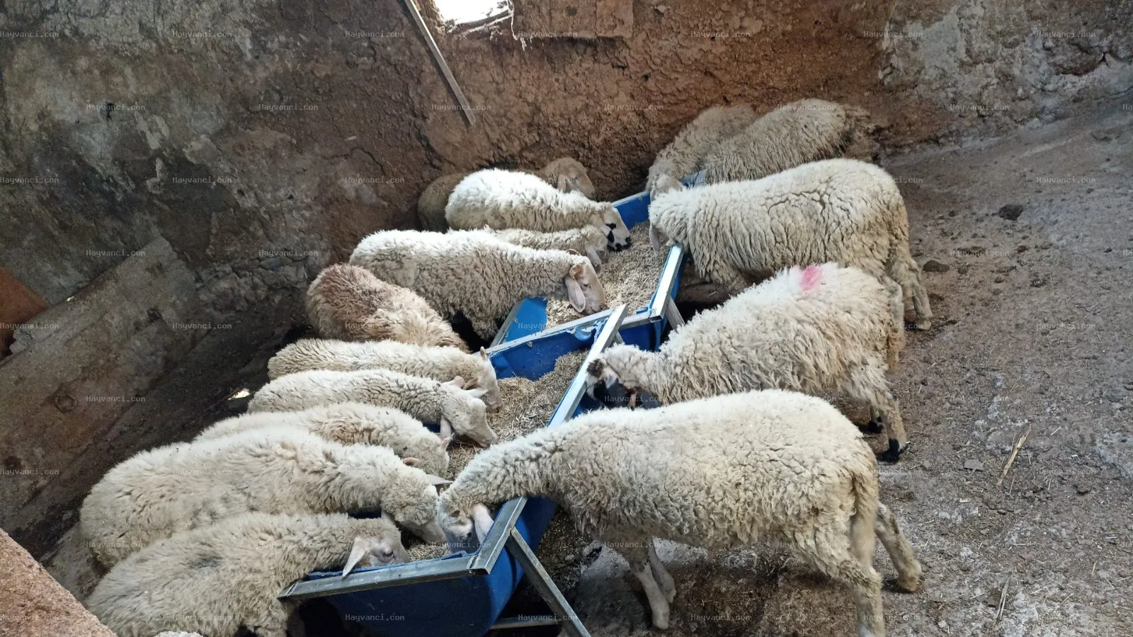 15 erkek dişi karışık merinos kıvırcık kuzu