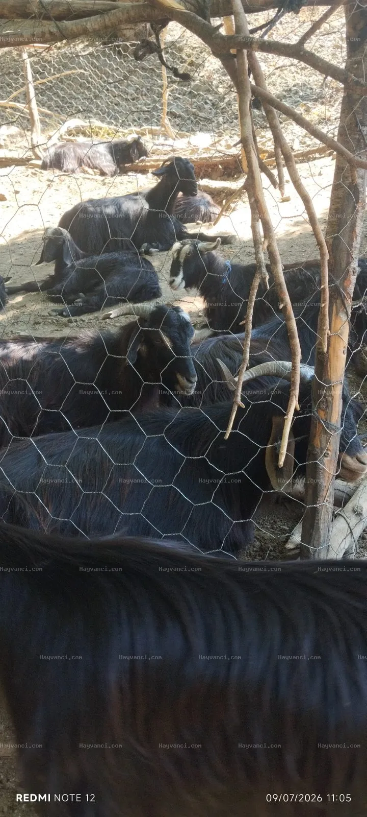 Satılık Damızlık Yerli Kıl Keçisi