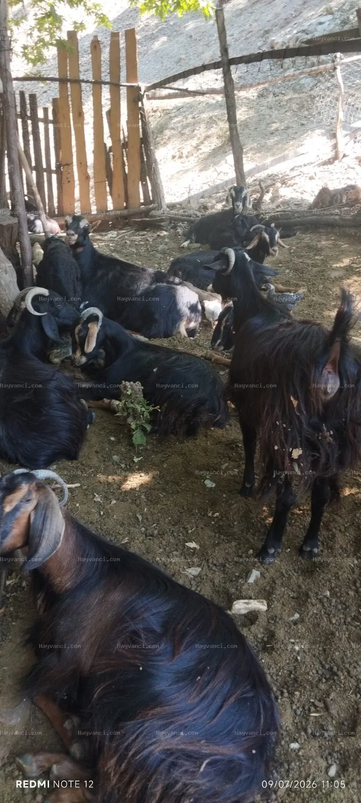 Satılık Damızlık Yerli Kıl Keçisi