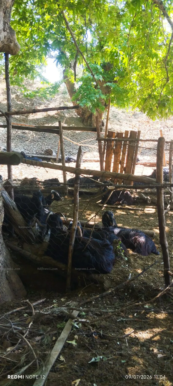 Satılık Damızlık Yerli Kıl Keçisi