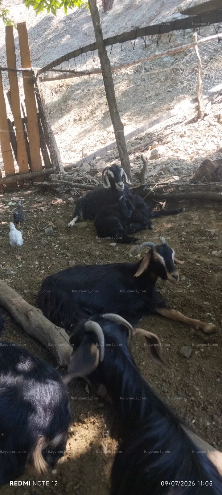 Satılık Damızlık Yerli Kıl Keçisi
