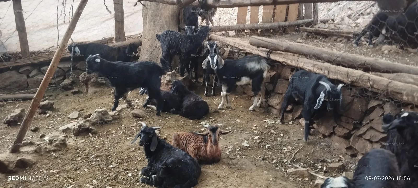 Satılık Damızlık Yerli Kıl Keçisi