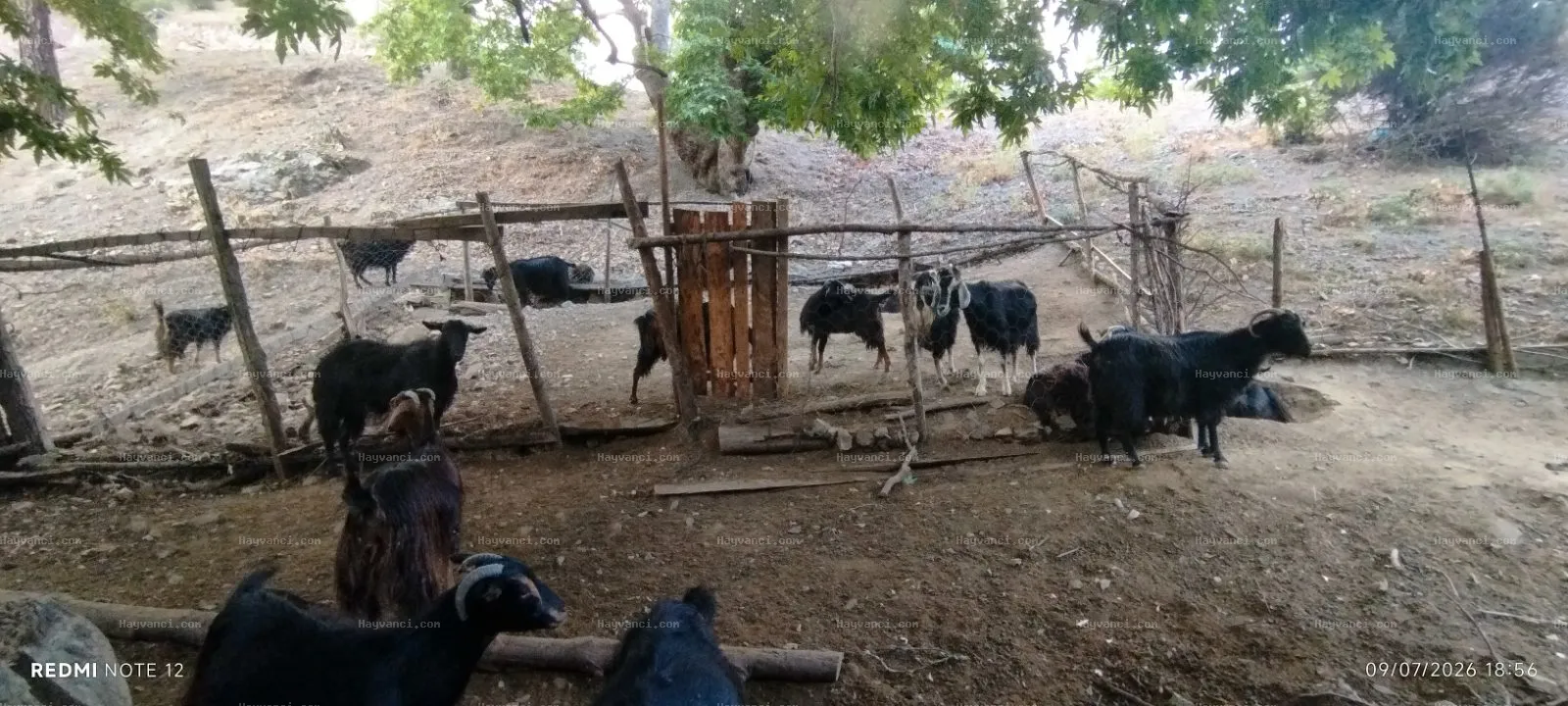 Satılık Damızlık Yerli Kıl Keçisi