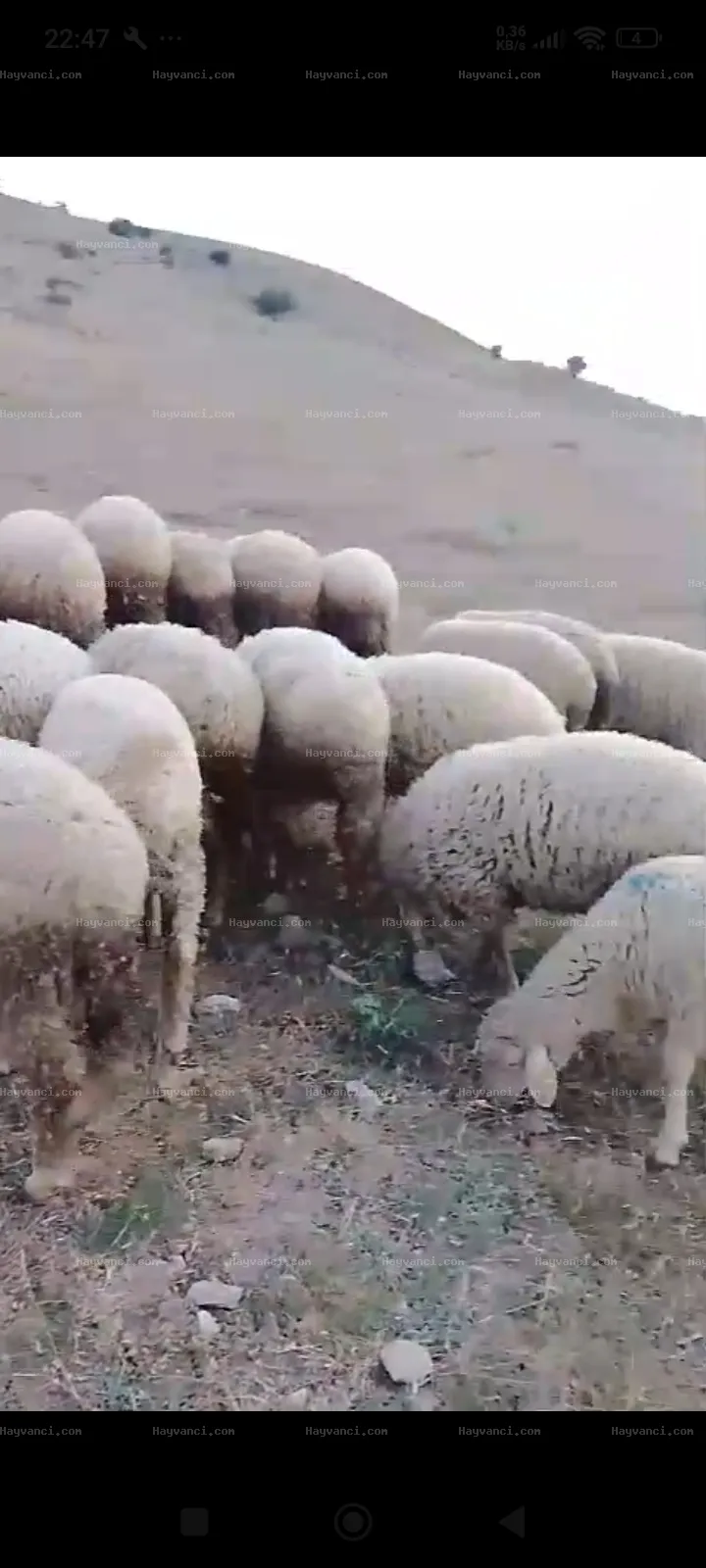 8 dişi 11 erkek merinos kuzu toplam 21 adet