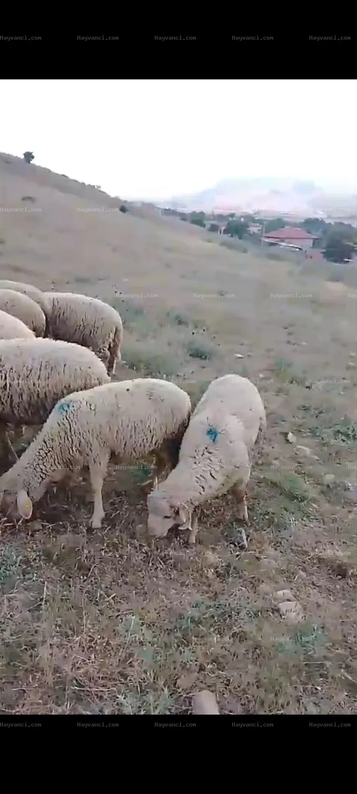 8 dişi 11 erkek merinos kuzu toplam 21 adet