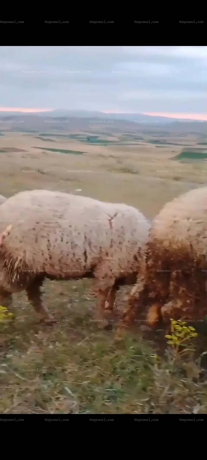8 dişi 11 erkek merinos kuzu toplam 21 adet