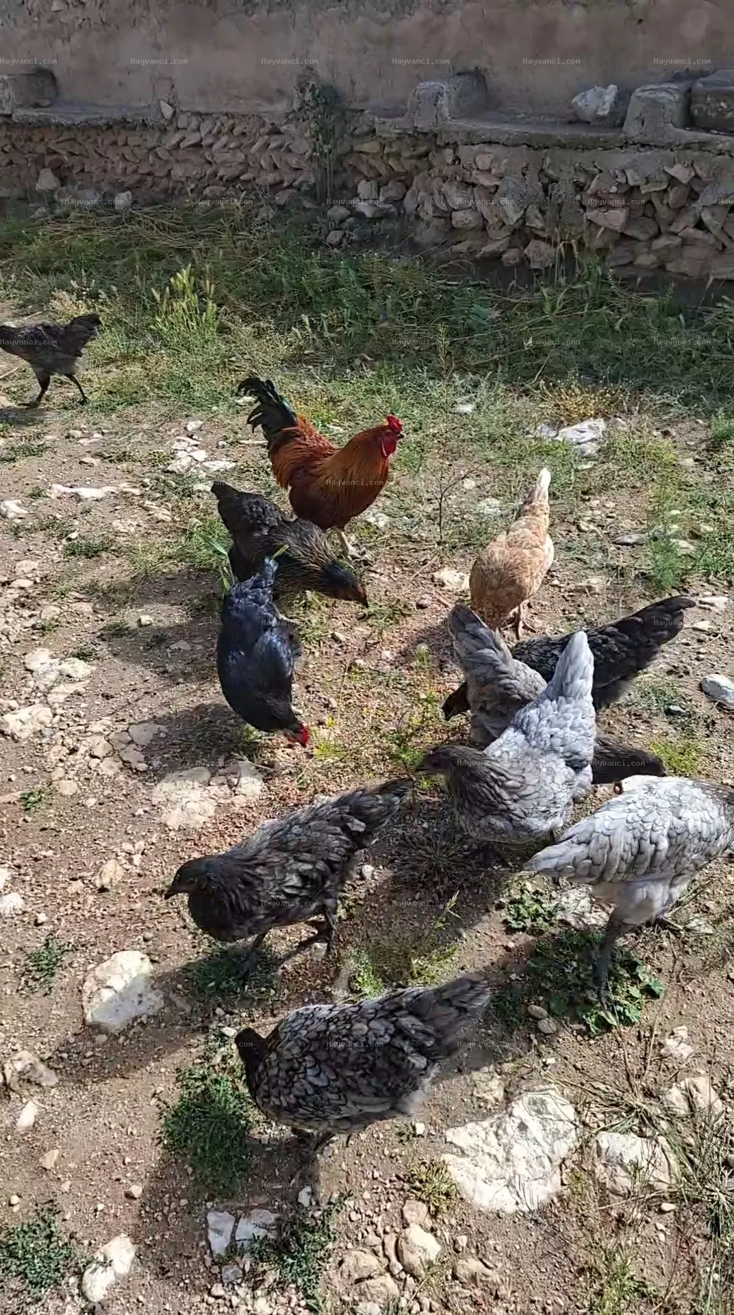 14+4 Astırolop tavuk