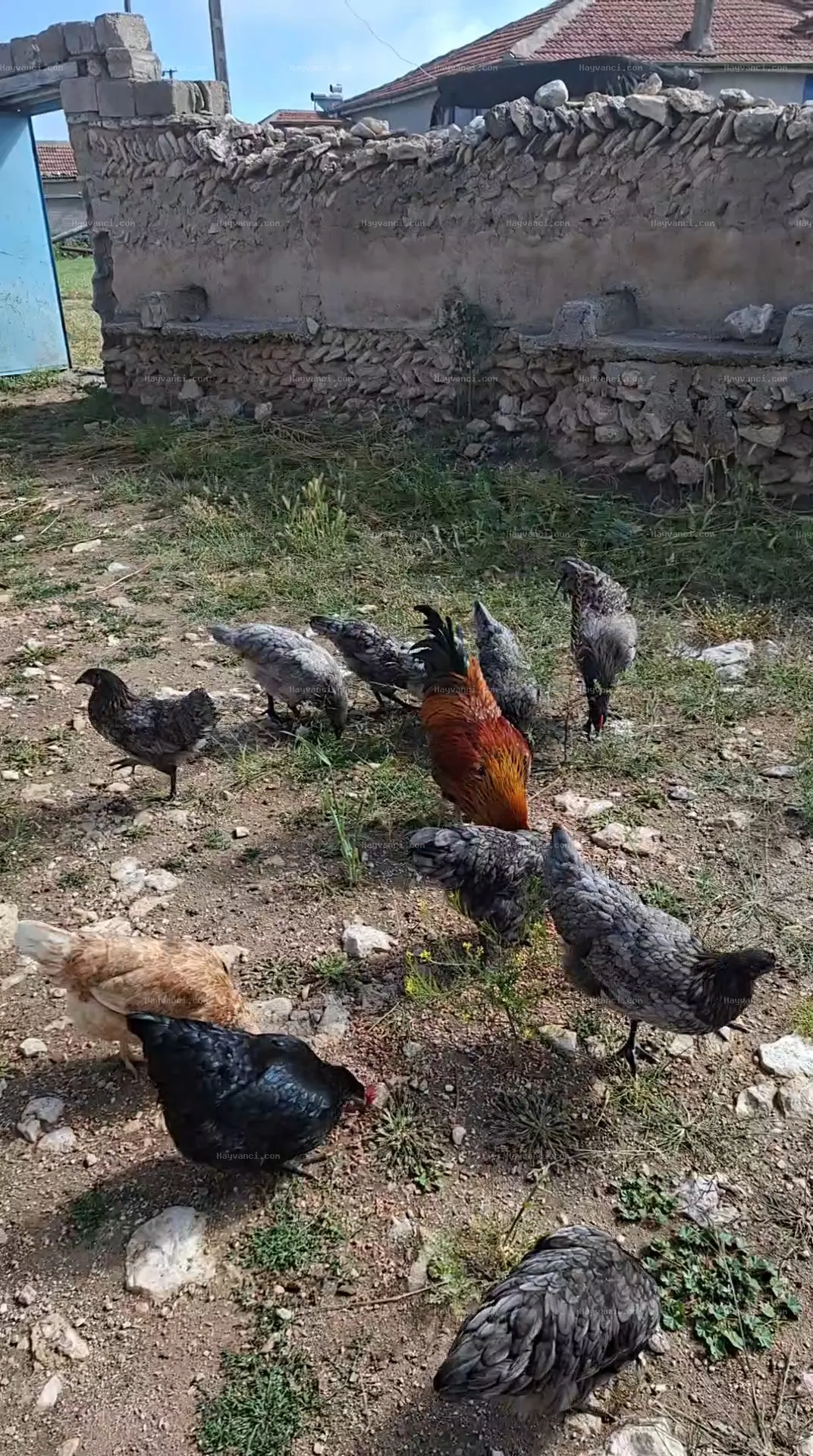 14+4 Astırolop tavuk