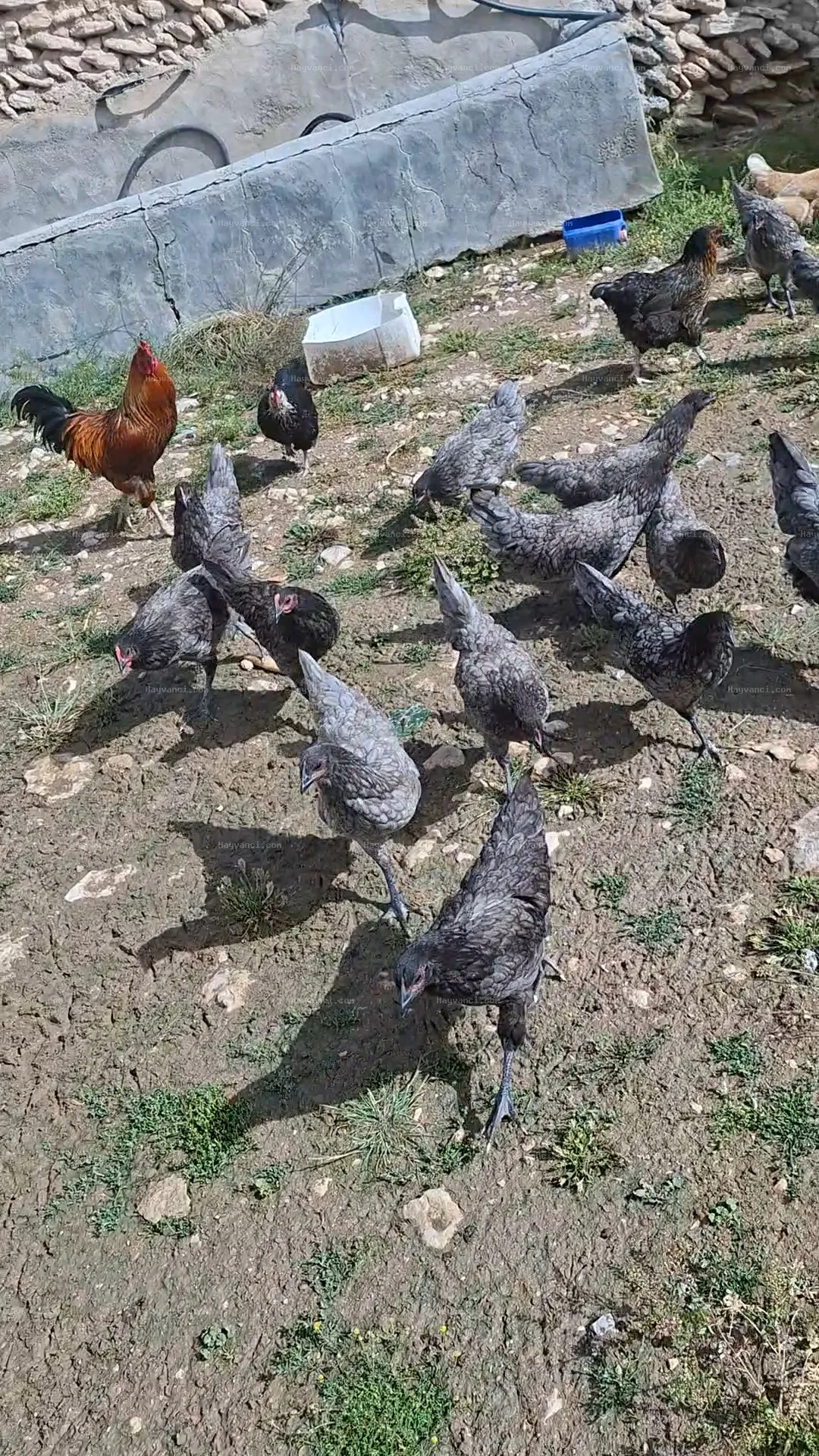 14+4 Astırolop tavuk
